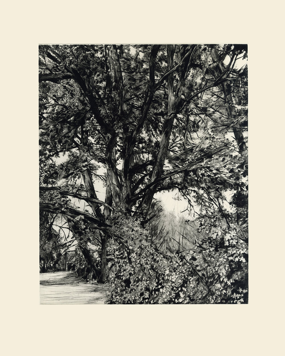 Stefania, drypoint, 30x37cm, 2025