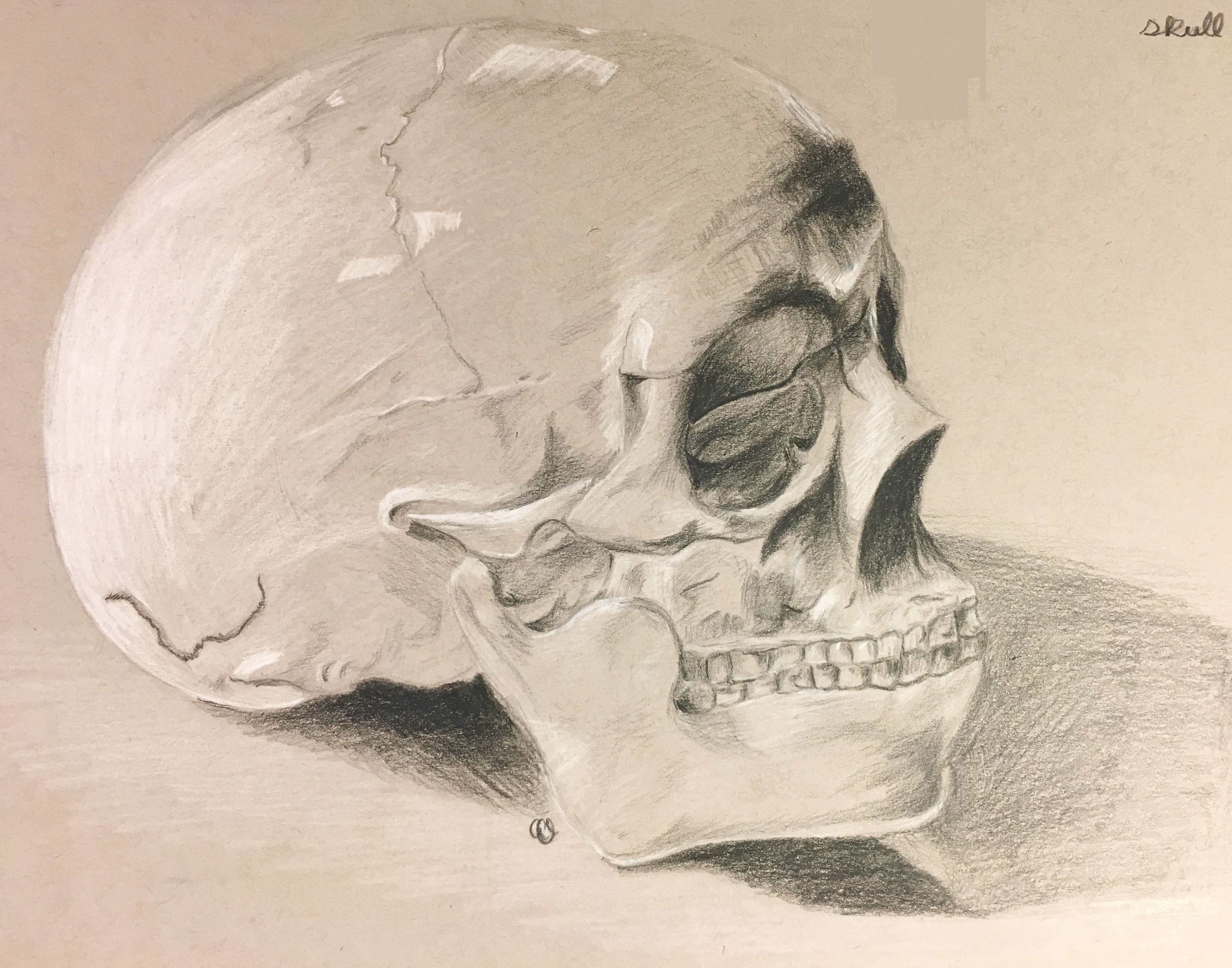 Human Skull | 2017