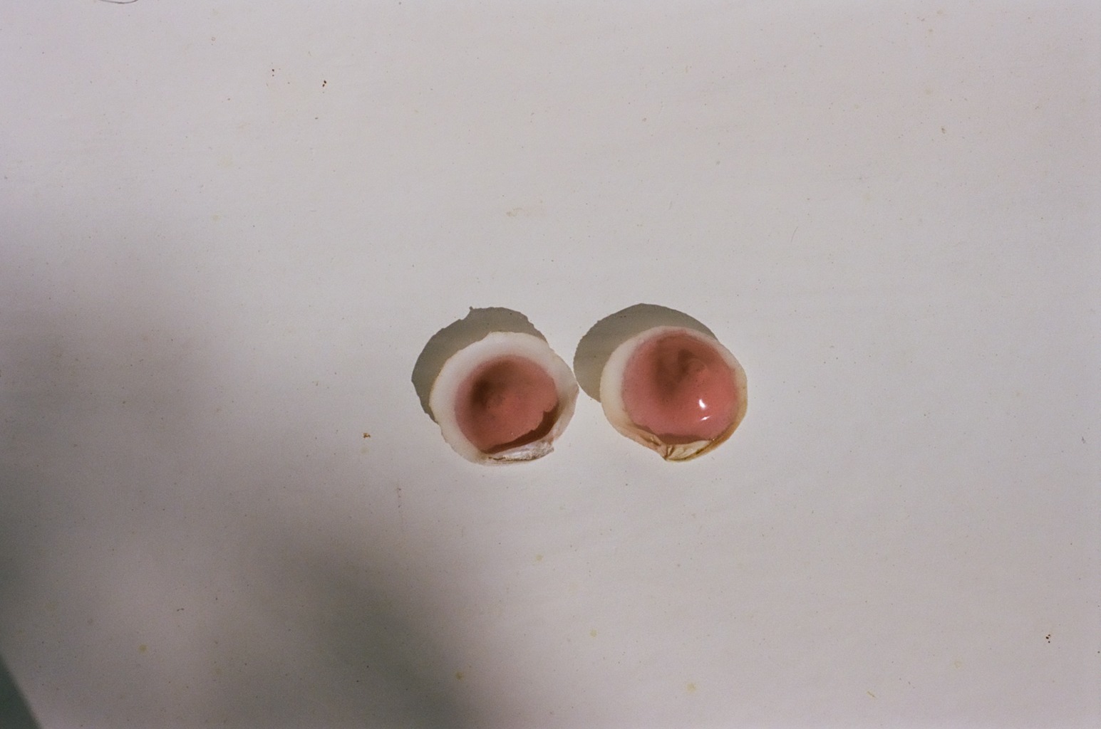Eli-Bella Wood, Home, pt. 3 & pt. 4 (View 1), 2024. Found shell (clam), silicone, water paint
