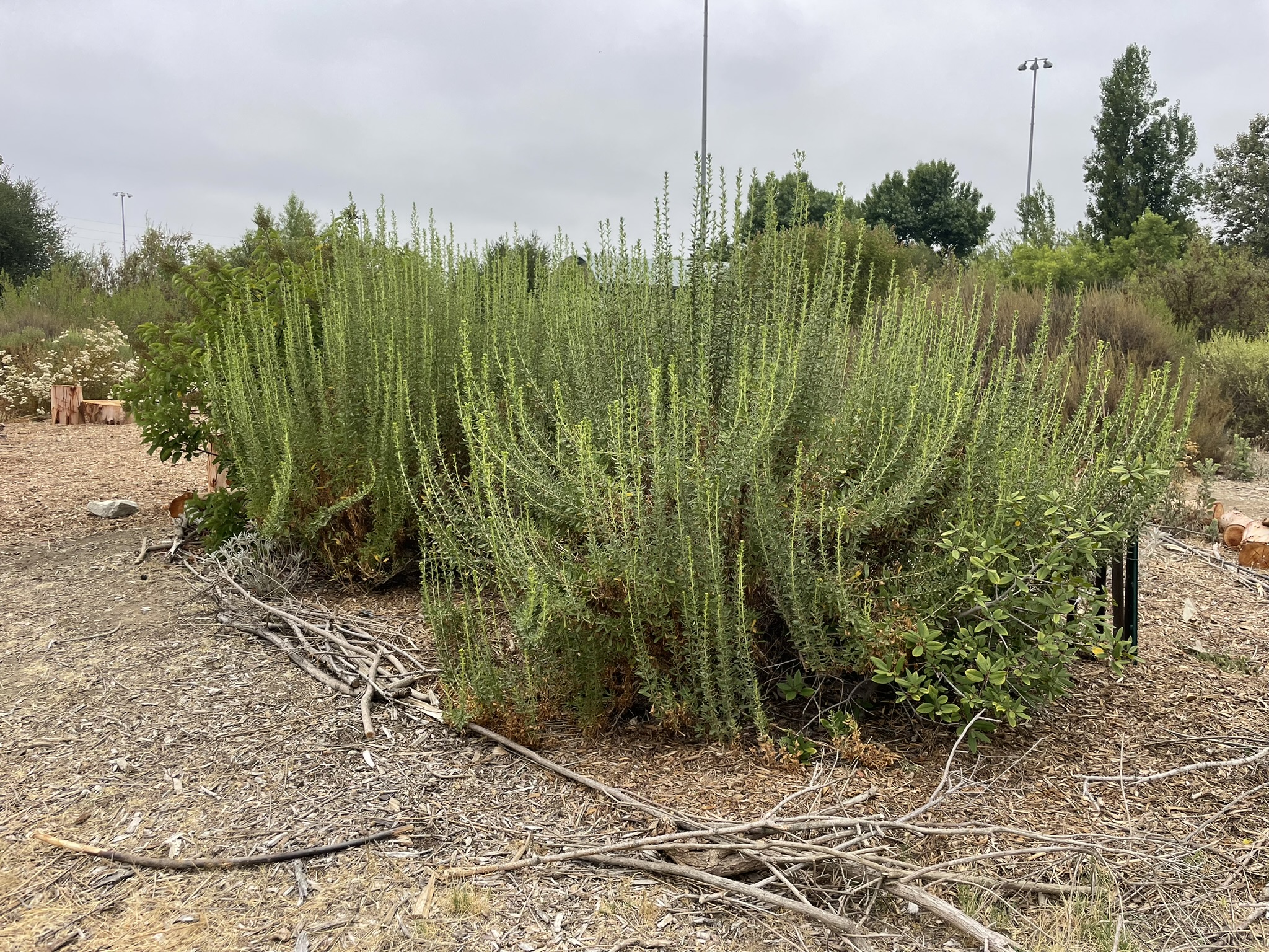 Isocoma menziesii in July
