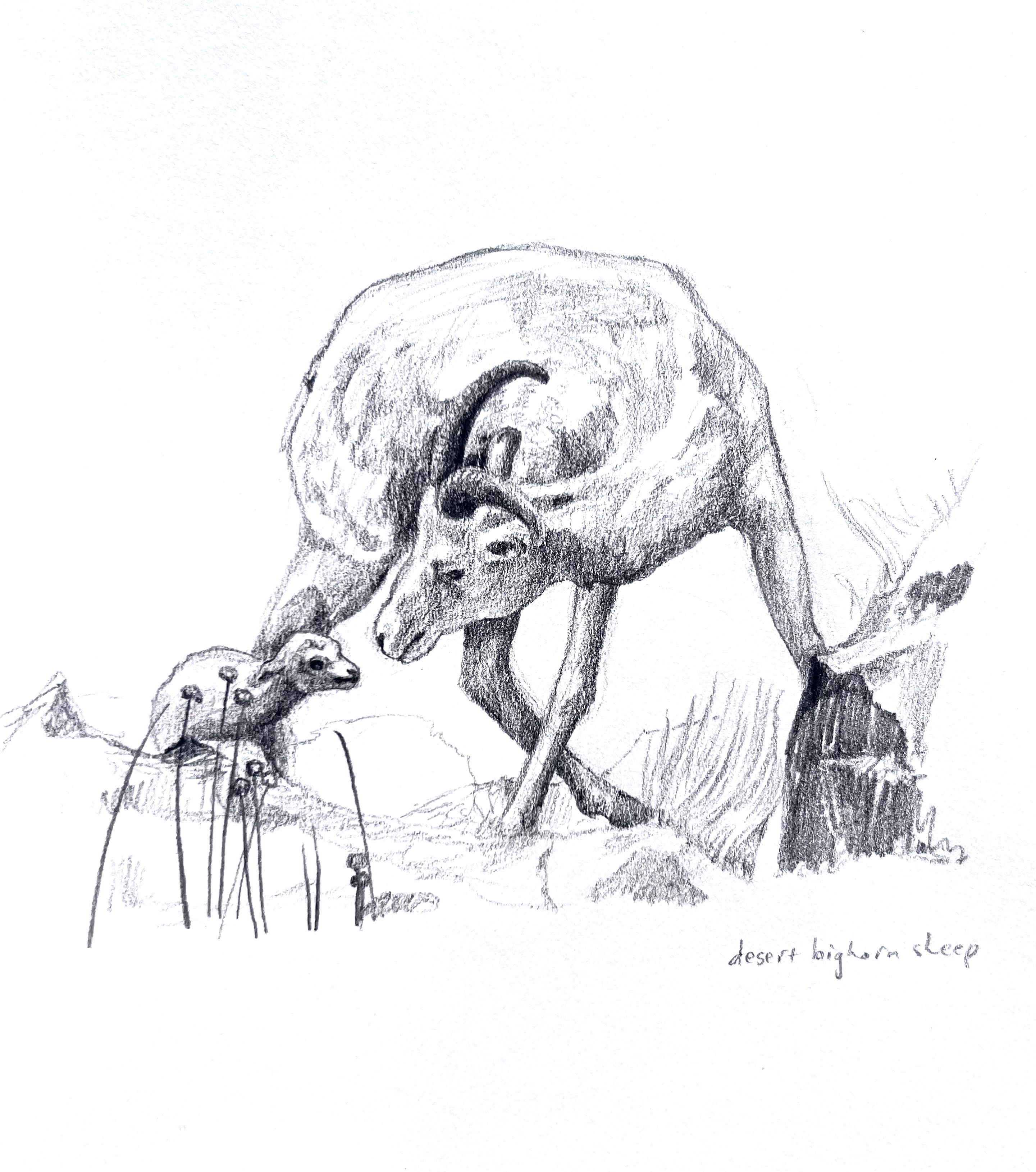 "Mommy and Me: Desert Bighorn Sheep"