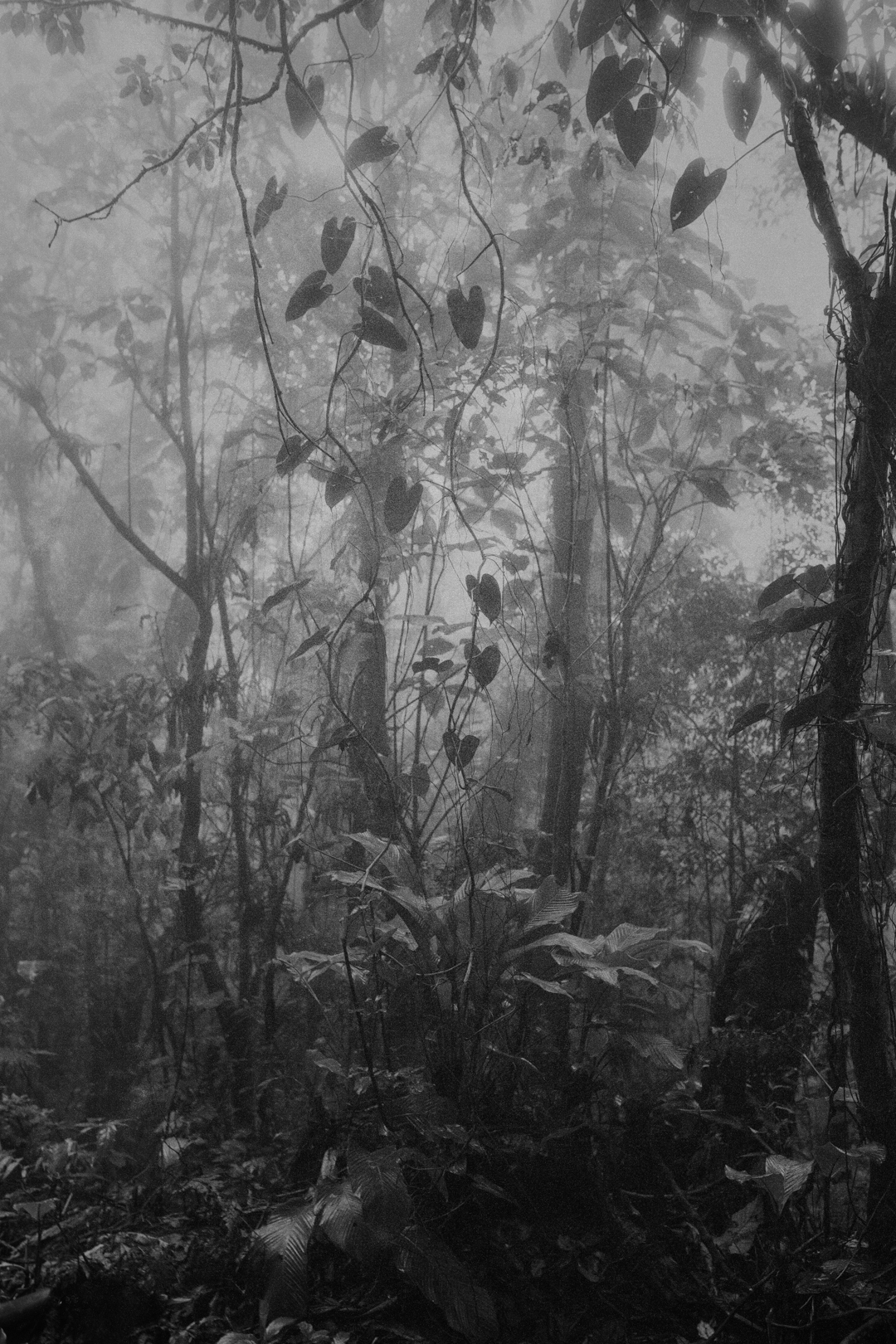 © Costanza GASTALDIPARANAPIACABA, 2023courtesy de l'artiste et Photo Days