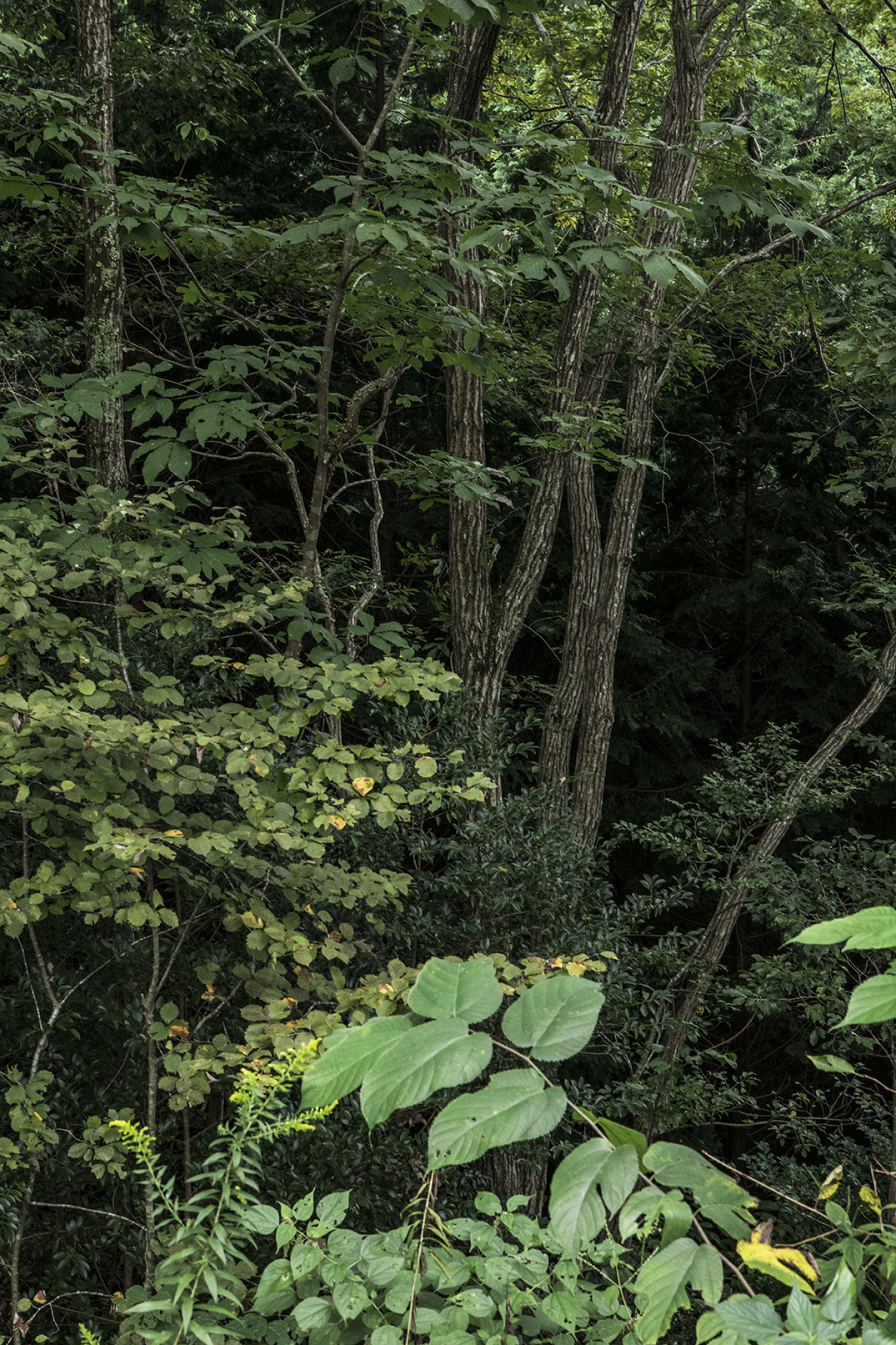 PHOTOGRAPHY RAF STUDIO for YOSHIDA's FARM at  VILLA KUJOYAMA