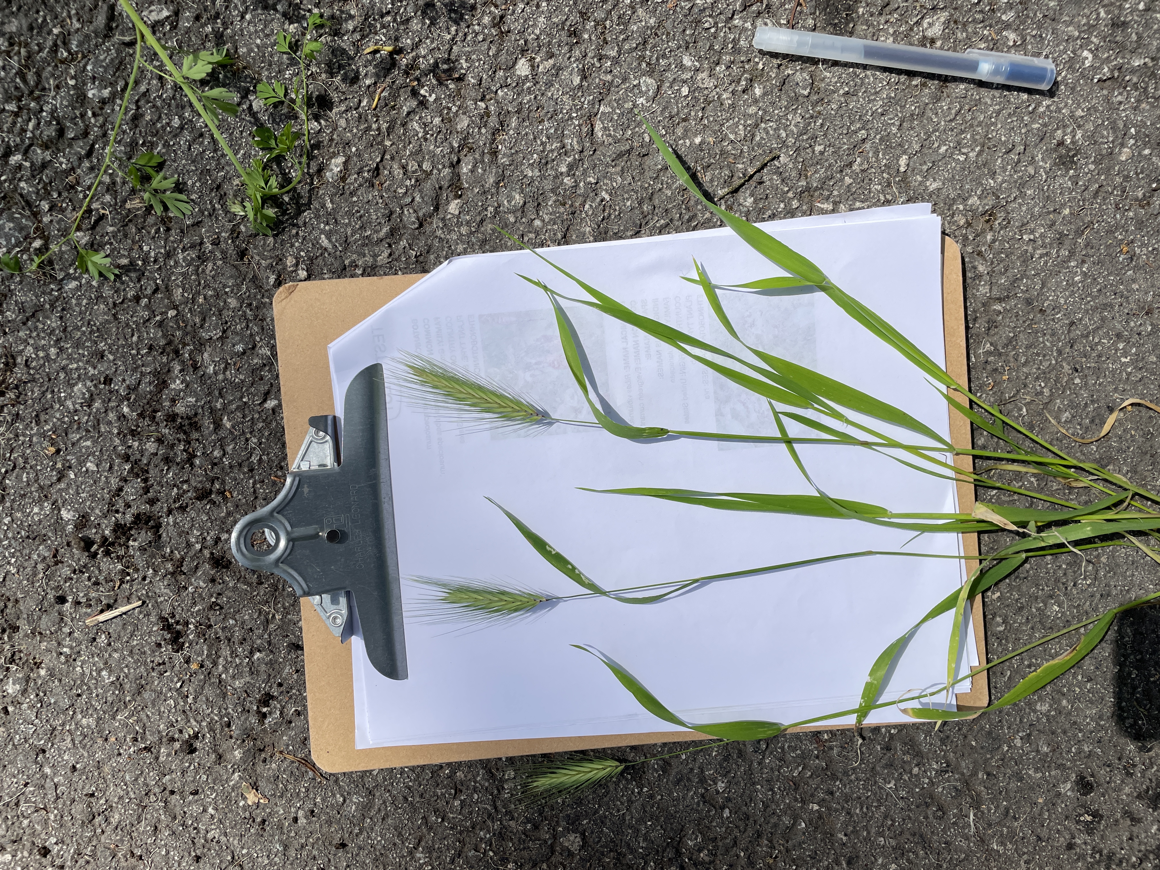 hordeum (barley grass)