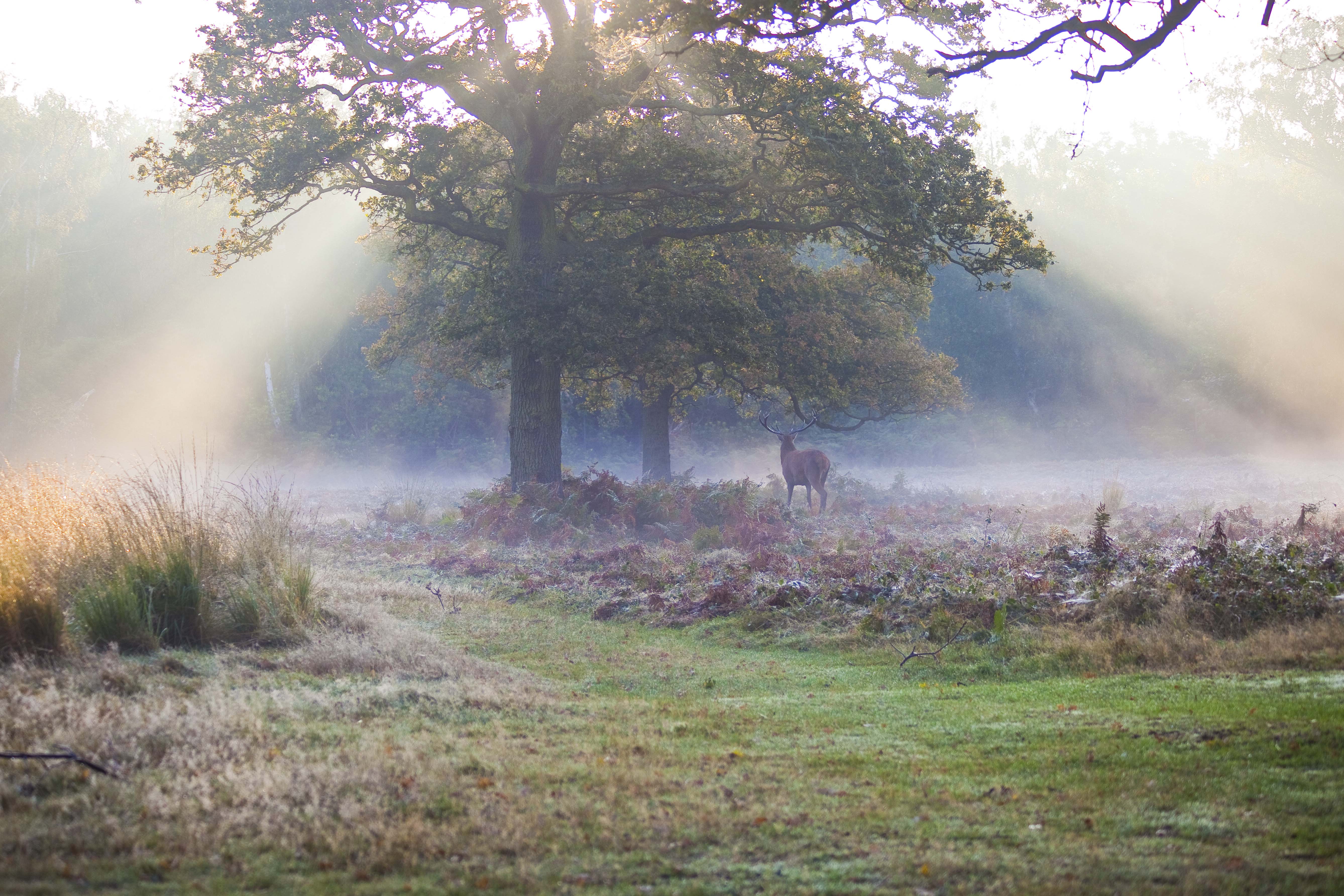 Richmond Park - early morning