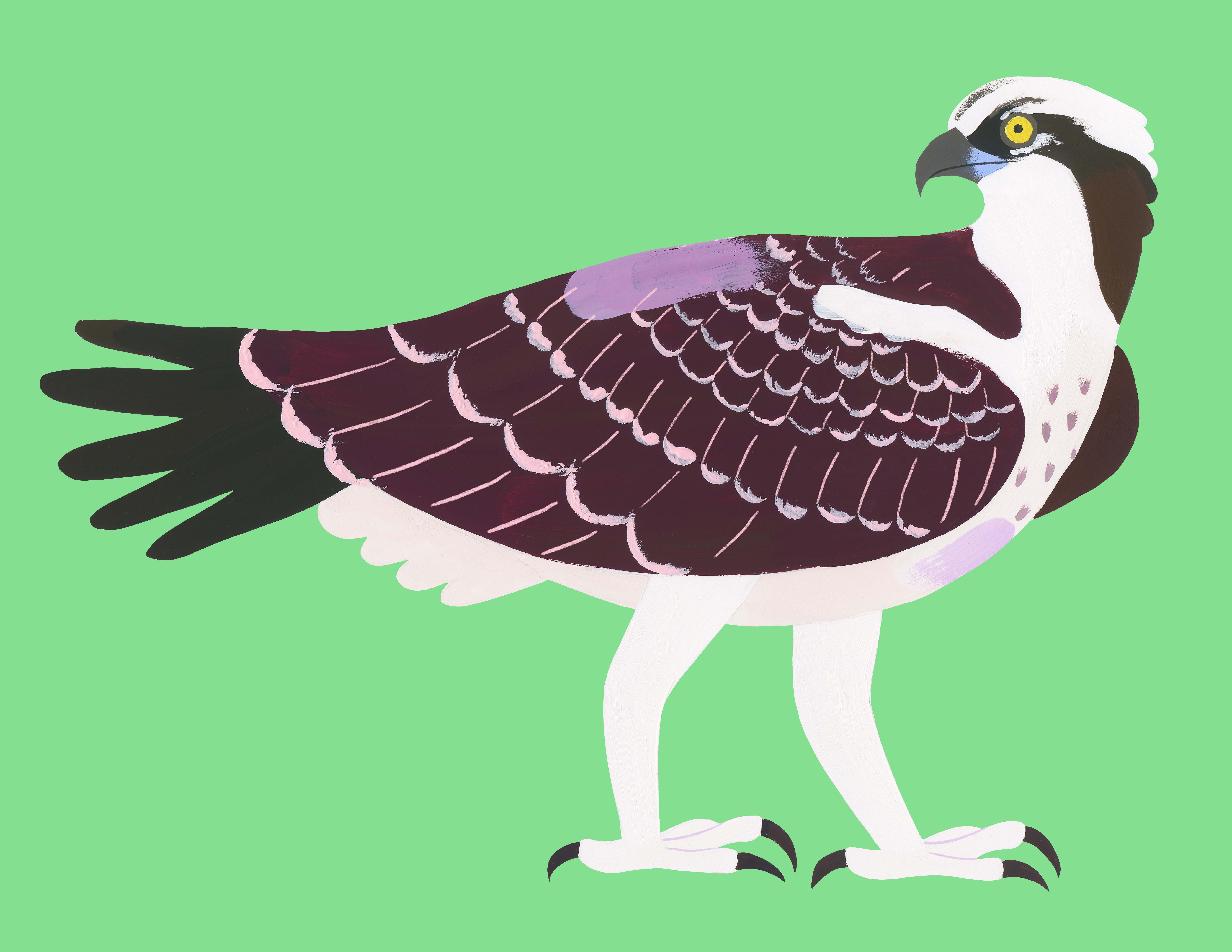 Balbuzzard p&ecirc;cheur