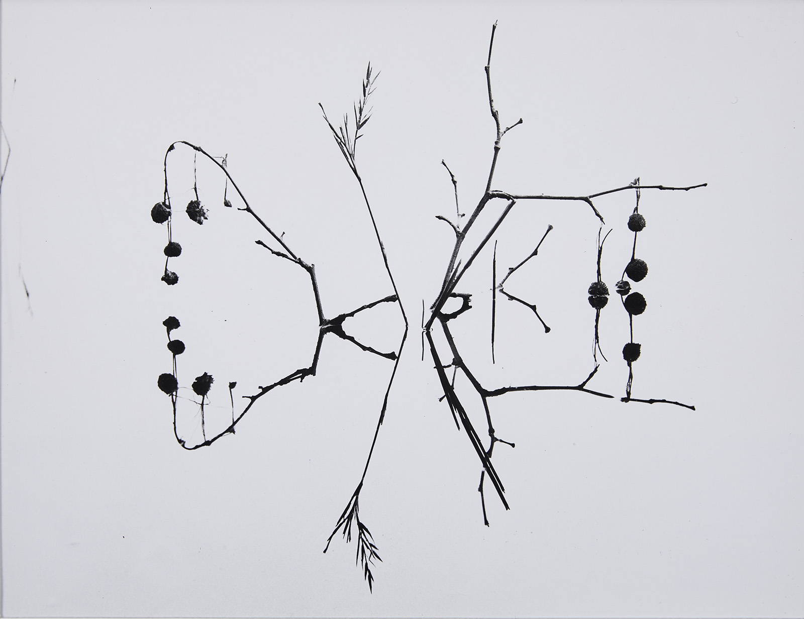 © Georges JONIAUXBranches de platanestirage argentique1964