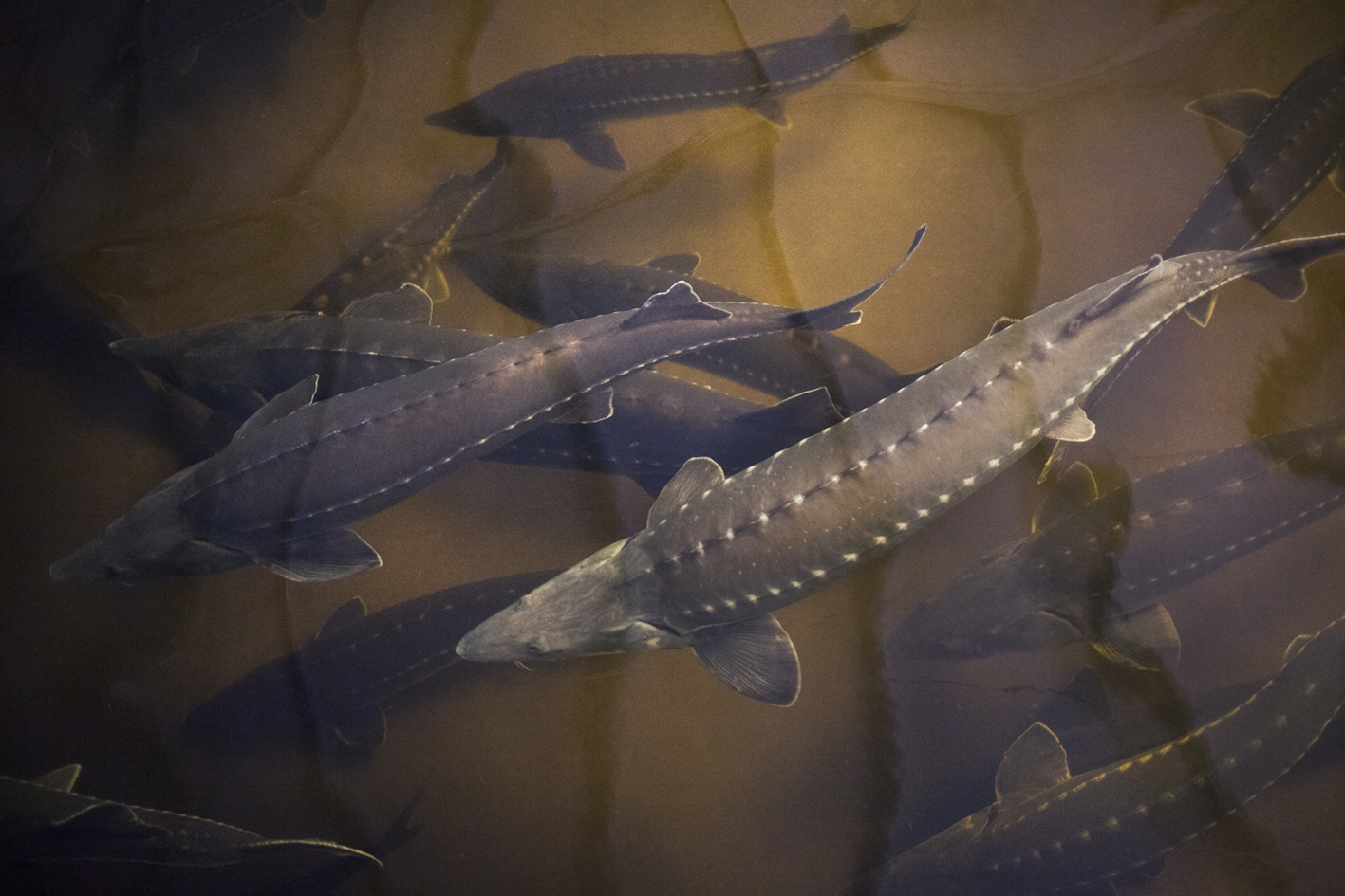 Sturgeons Farm - Reportage - China, 2017