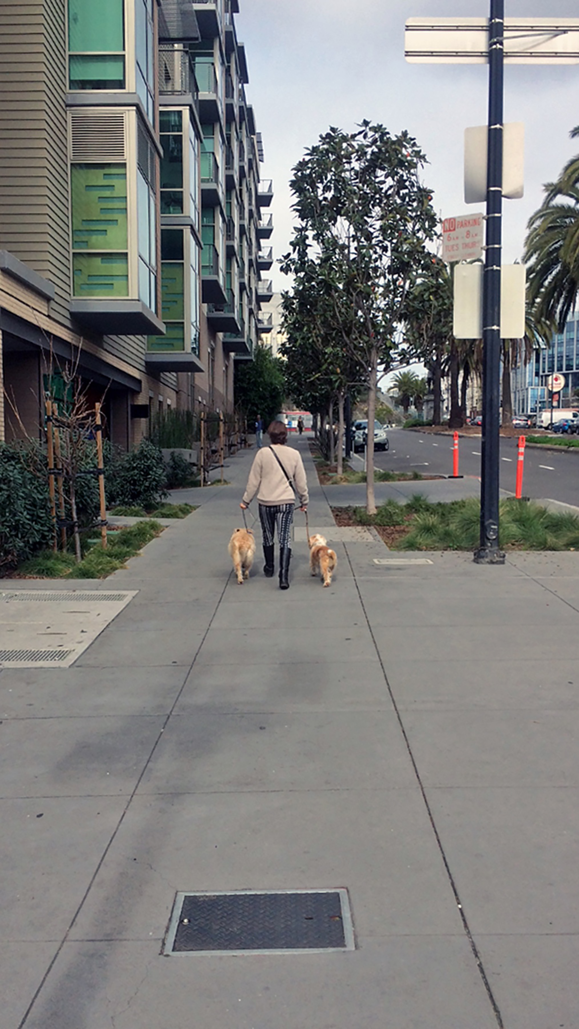 image of a person walking two dogs, one on each side, this image was taken behind this person.