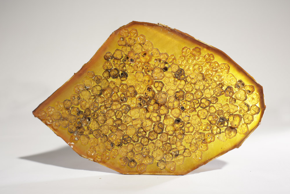 REL_02/2020 [Ricinus communis], 2020 Kautschuk-Guss 1 x 22 x 16 cm