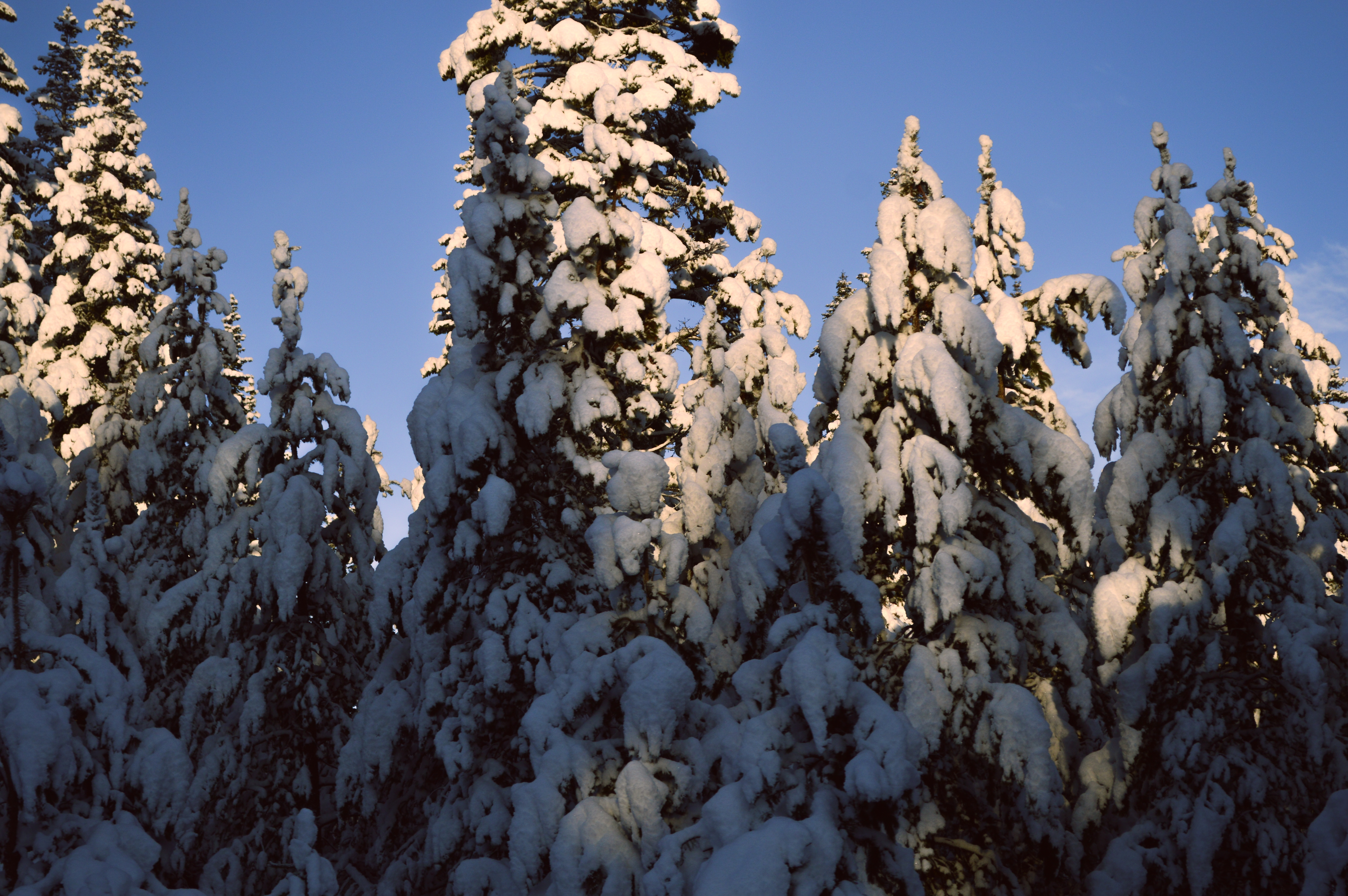 MT BACHELOR OR 2023