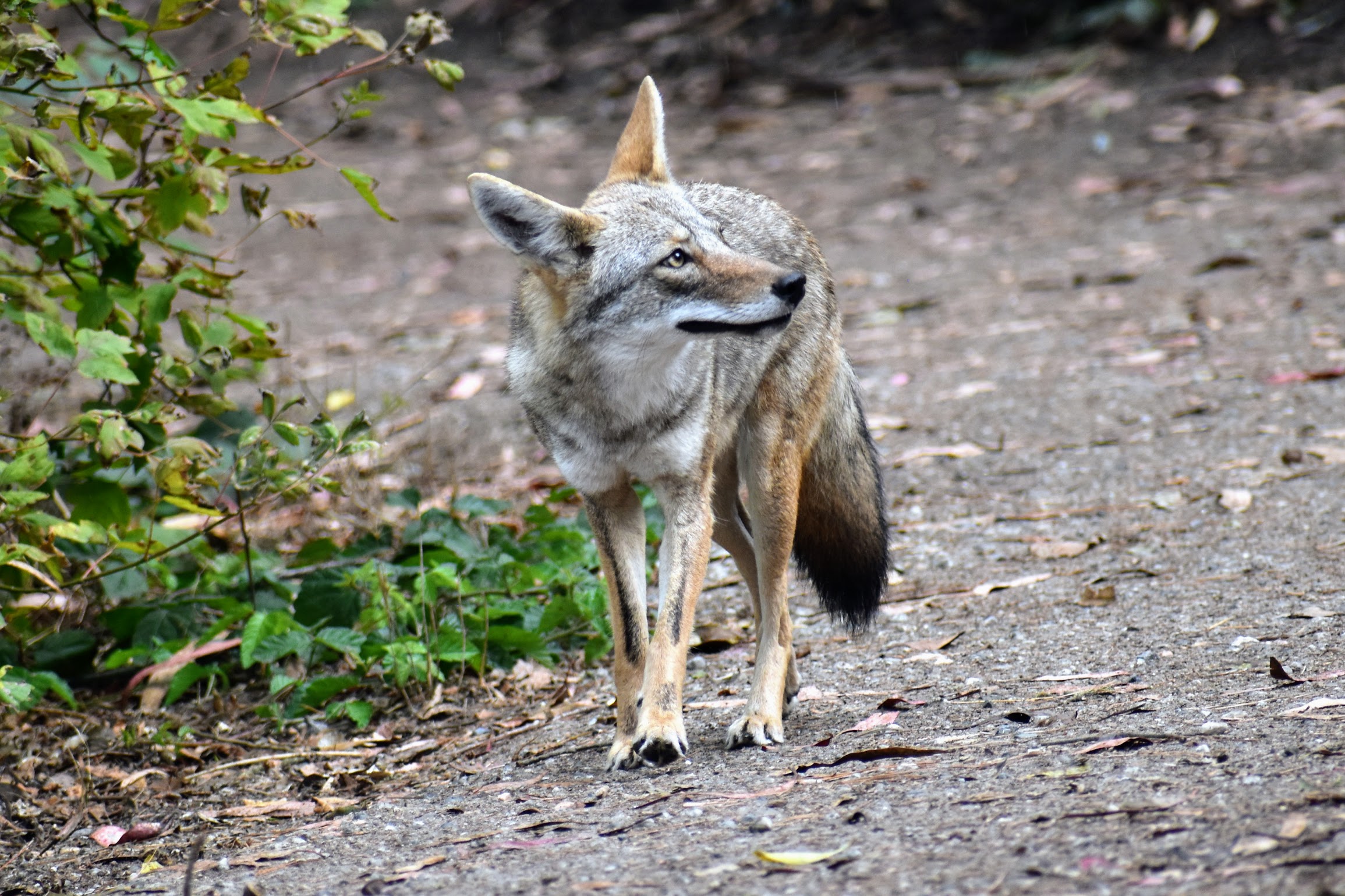 Coyote, San Francisco, CA