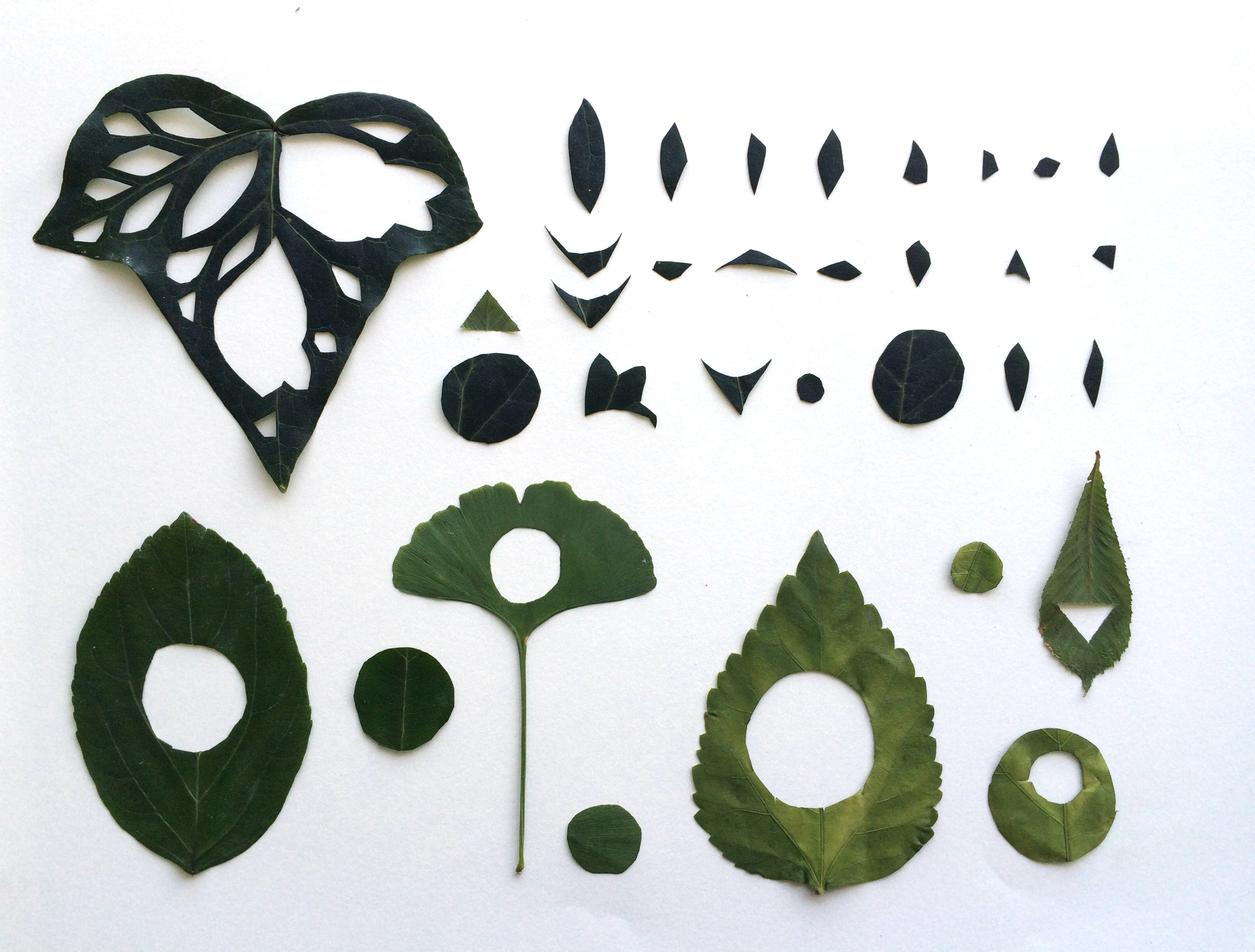 Title: "Organic Geometry" From the series "Drawing on Nature" 2015, Dry cut leafs on paper. 14"x17 © Andrea Lira