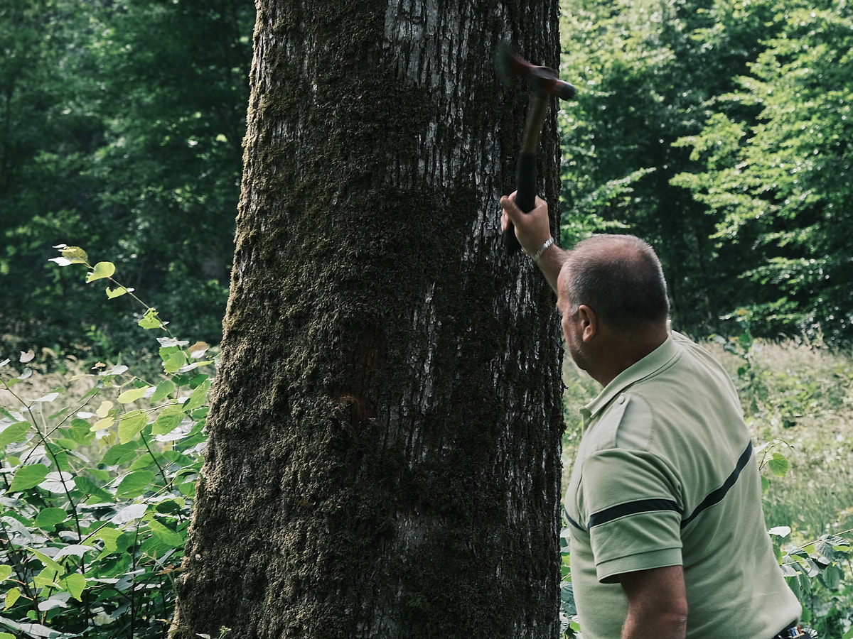 le garde écorce légèrement le tronc pour effectuer son marquage