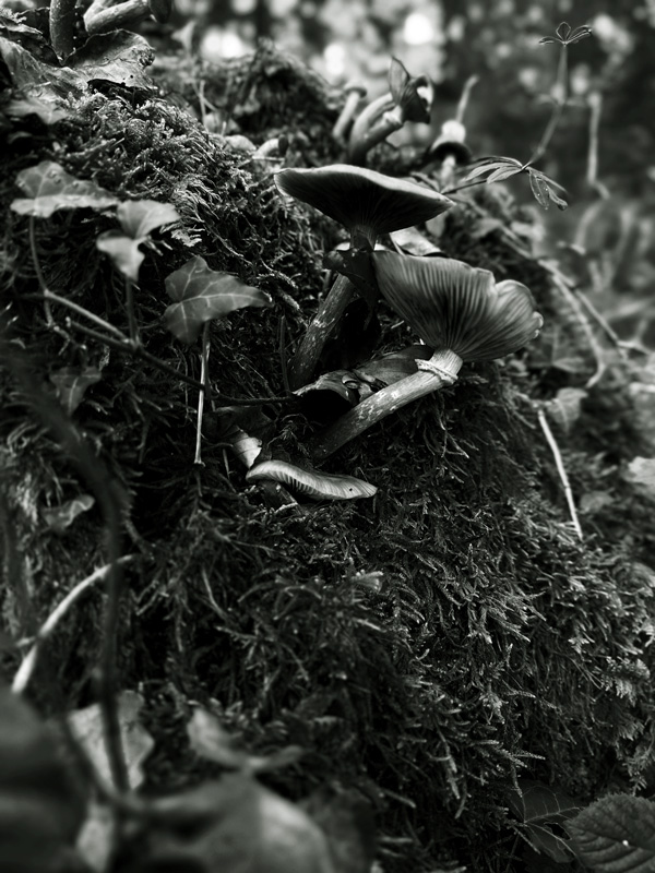 HERBST, WO BLEIBST DU!?  von Jonas Salvisberg