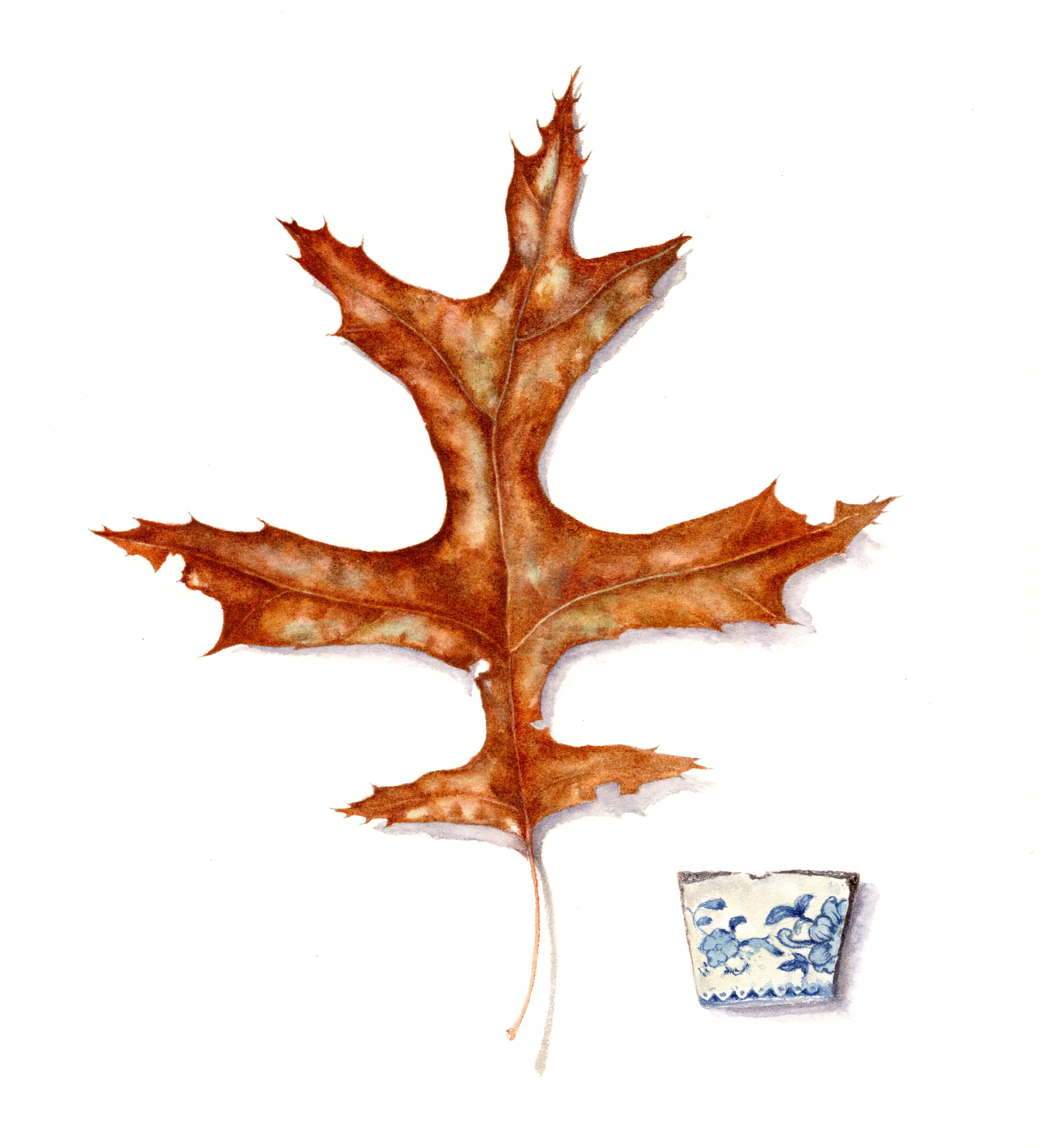 Turkey oak and delft blue