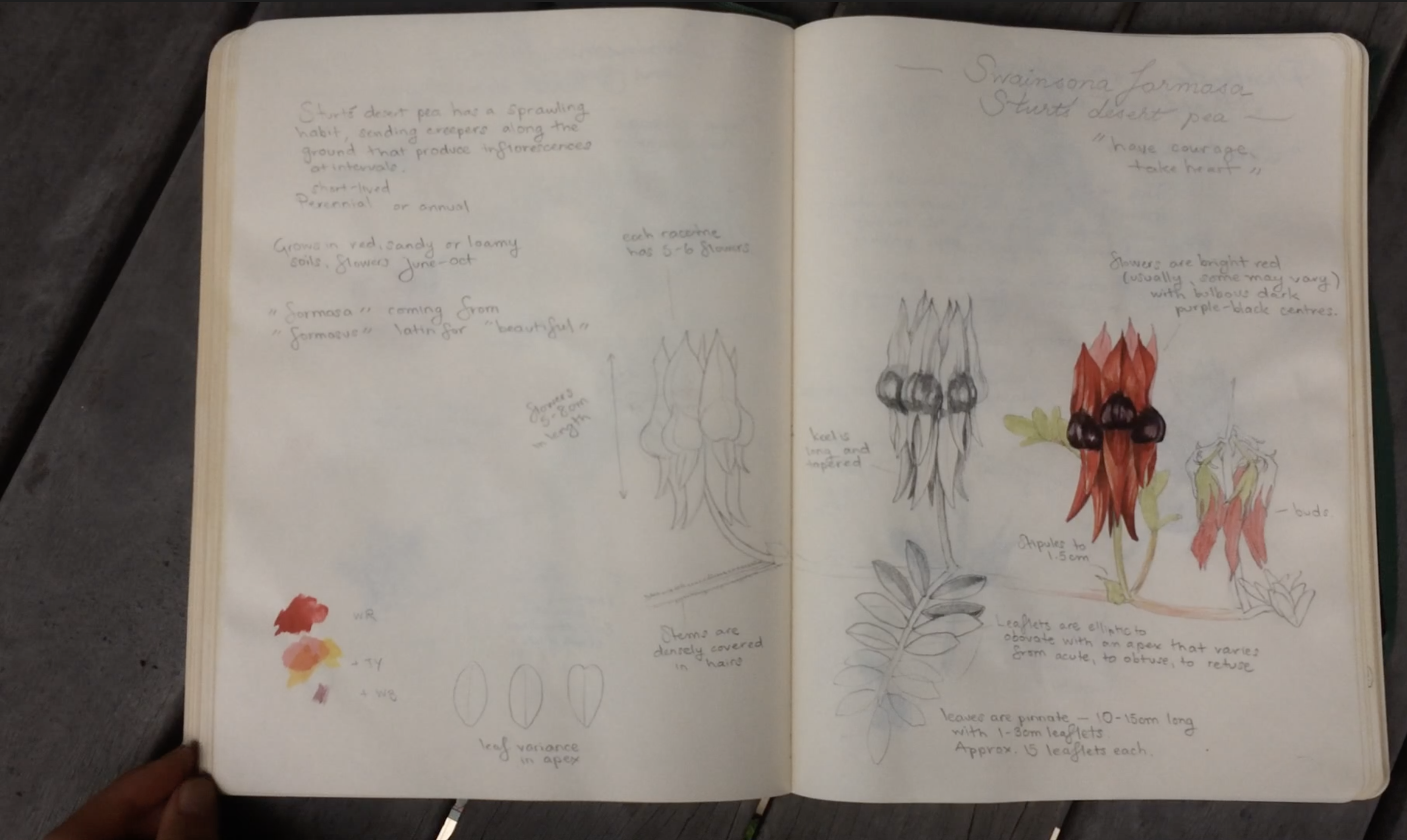 Selected pages from "Alice's Notebook" (swipe to view)