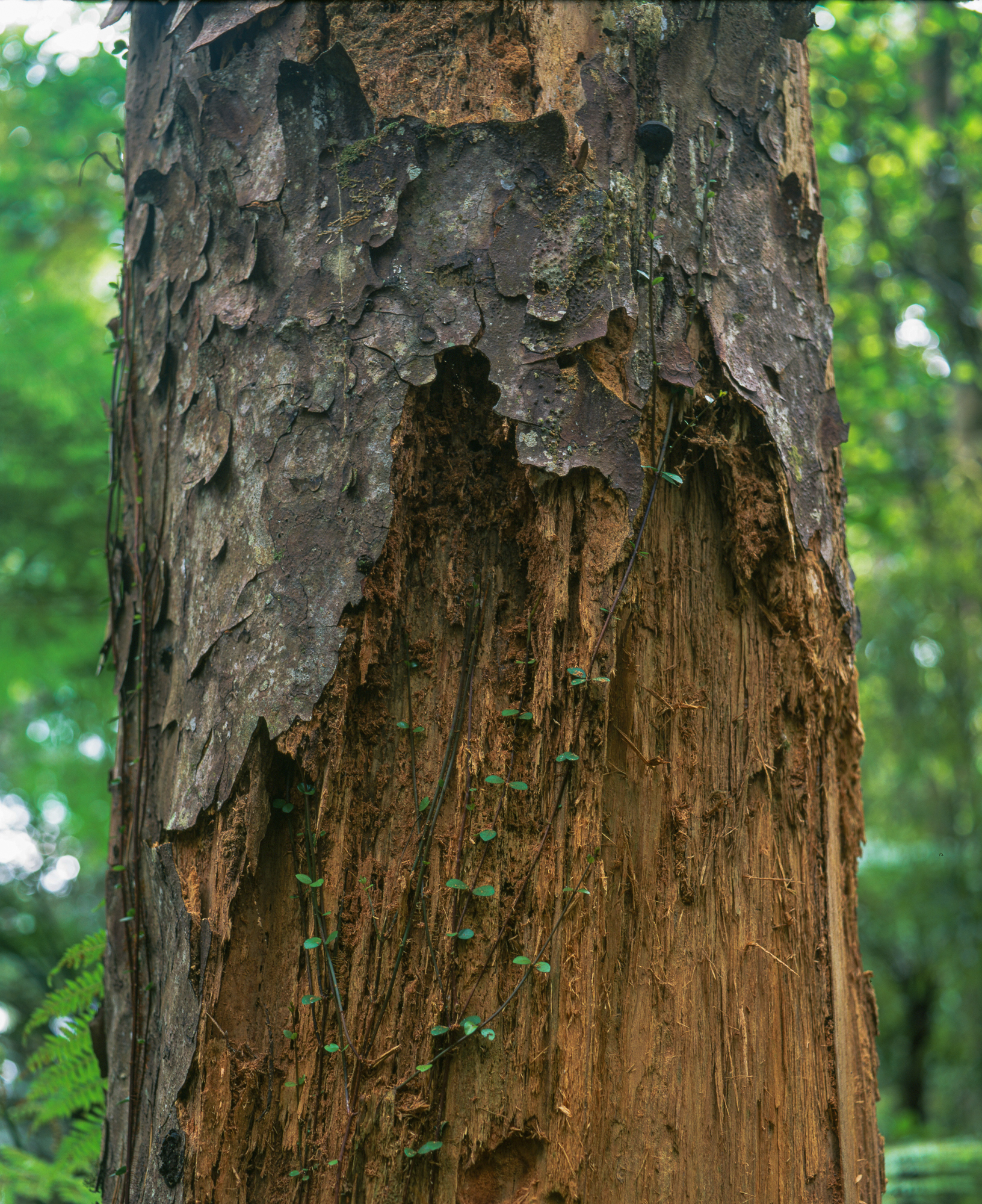 Kauri ricker trunk with stripped bark, showing evidence of Kauri Dieback Disease, Trounson Kauri Park.Photograph by H. H.