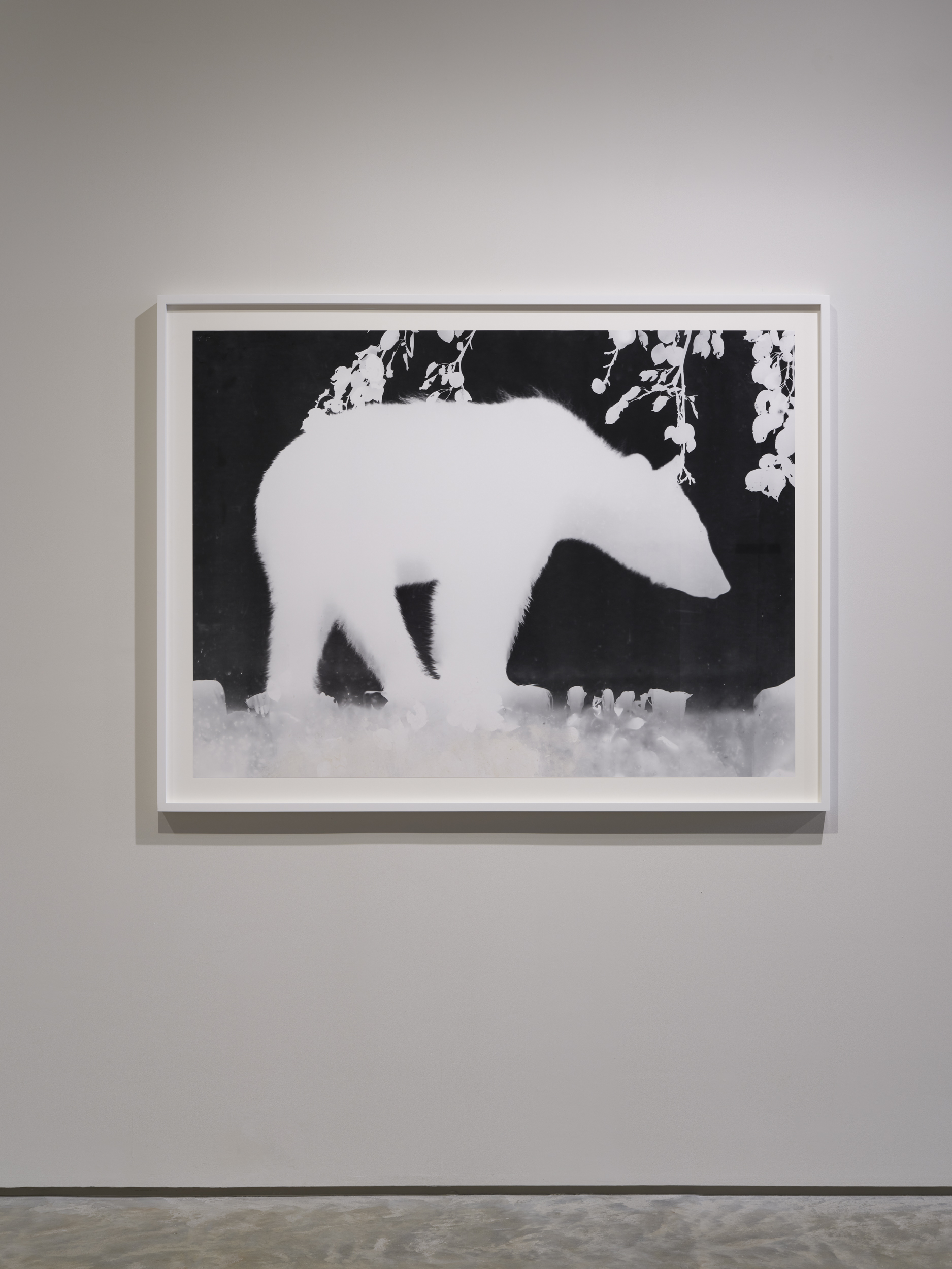Zana Briski, Bearogram #9, 2020. Unique gold-toned photogram on gelatin silver paper, 39.75 x 54 inches. Photo by Flaneurshan.studio