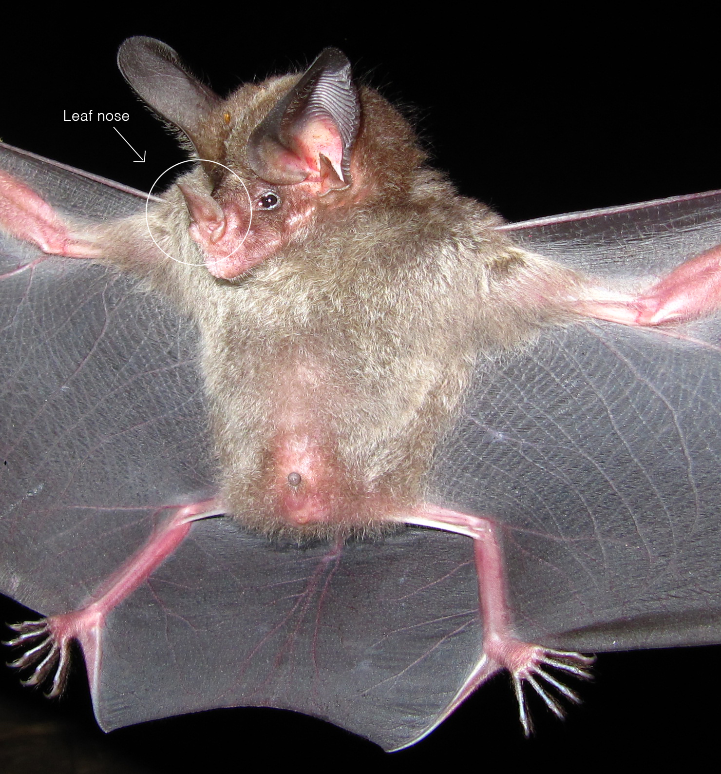 Leaf-nosed bats — cucusonic