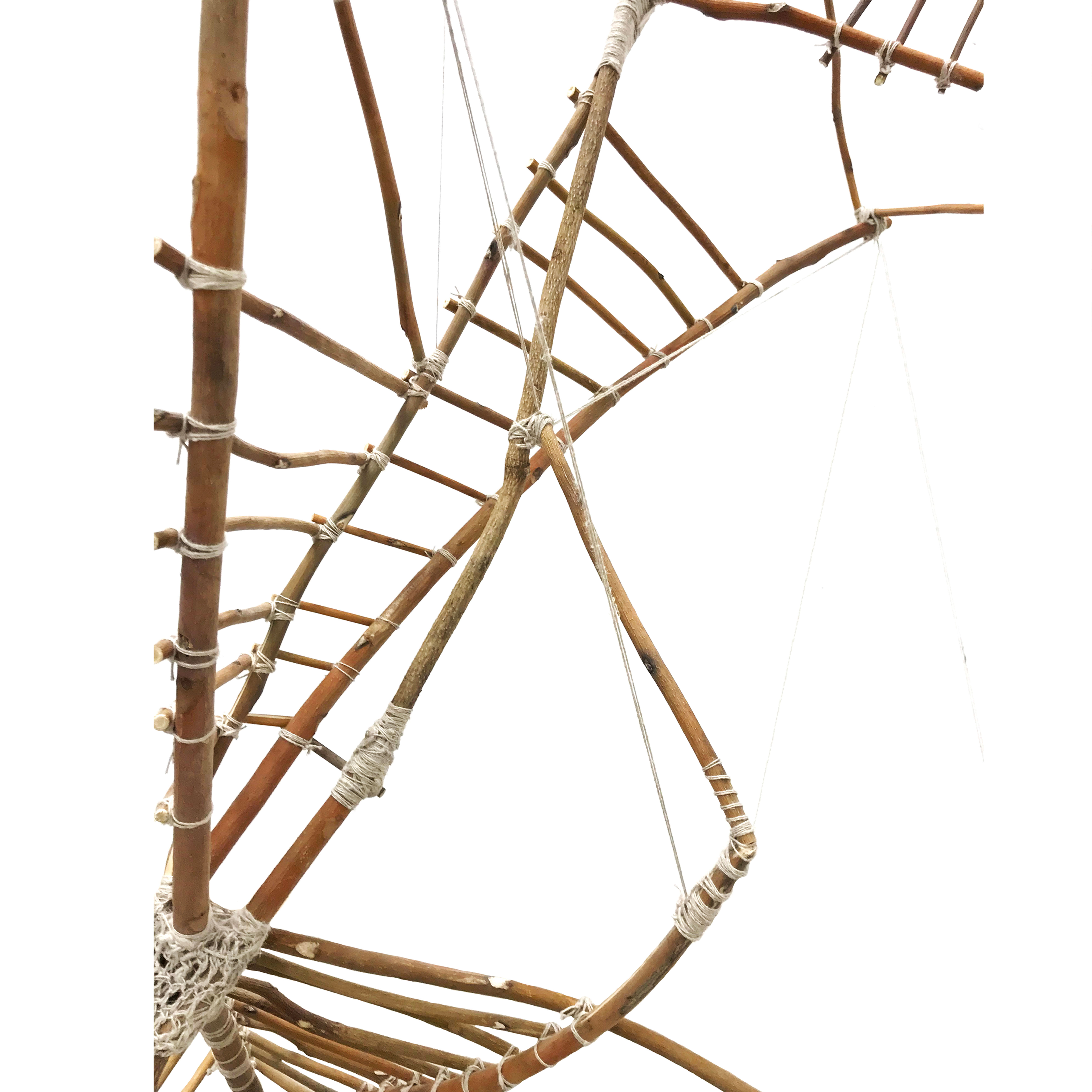 2021/Nature and Culture/Branch-Rope