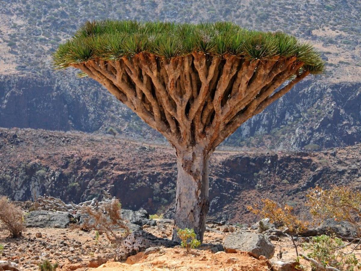 dragon blood tree