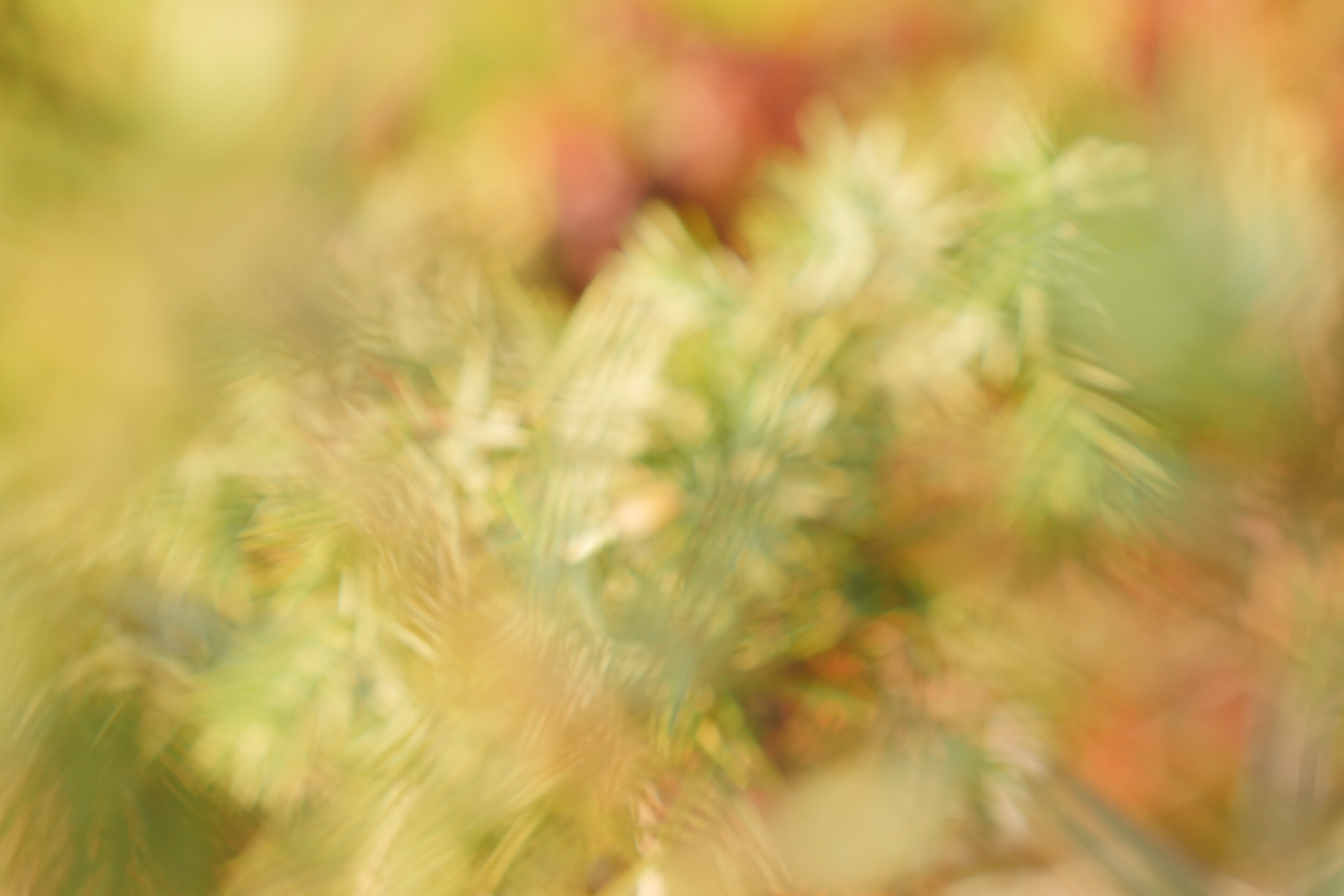 Juniper & Pine, photography, 2020