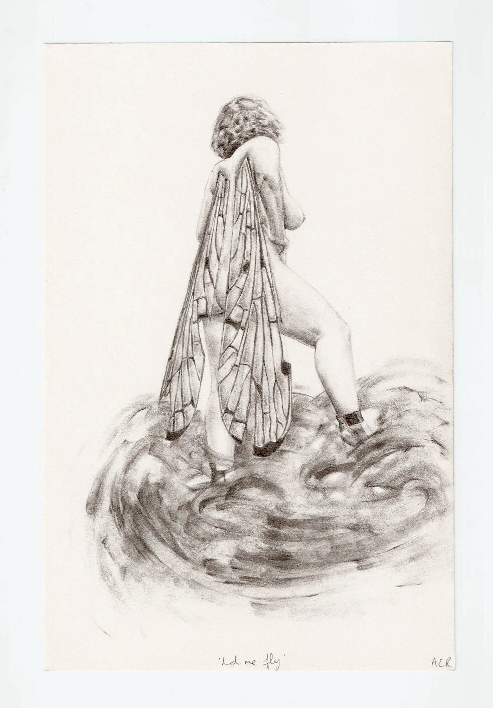 &lsquo;Fly&rsquo;, graphite on paper, 14 x 21 cm.  These wings were inspired by the Caddis fly, an insect that relies on and dwells near streams, rivers and ponds.