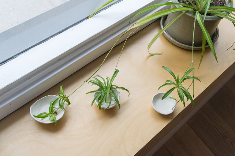Pictured: Spider plant with three cuttings in ceramic bowls..