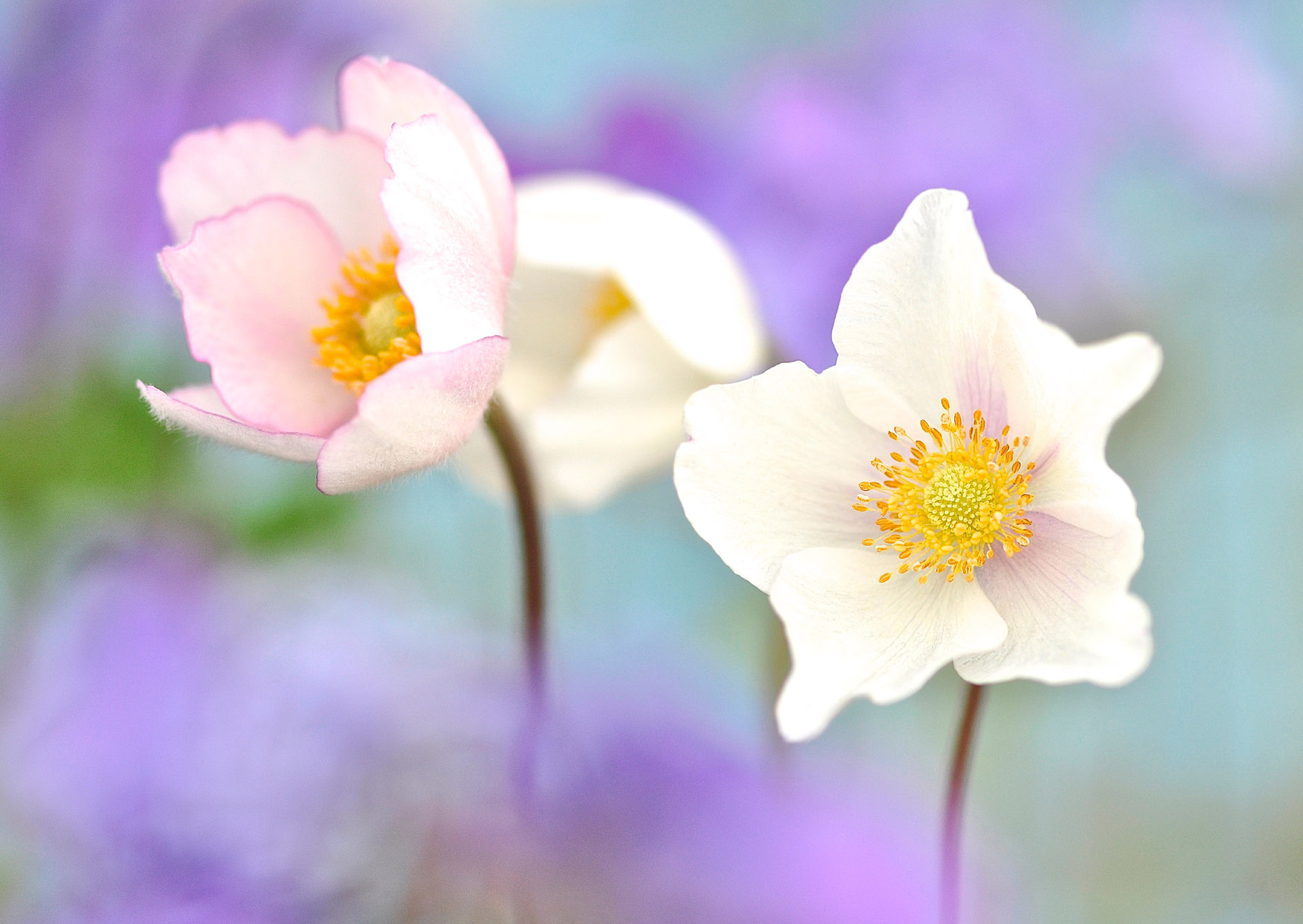 Nr. 284 Anemone sylvestris / grosses Windröschen