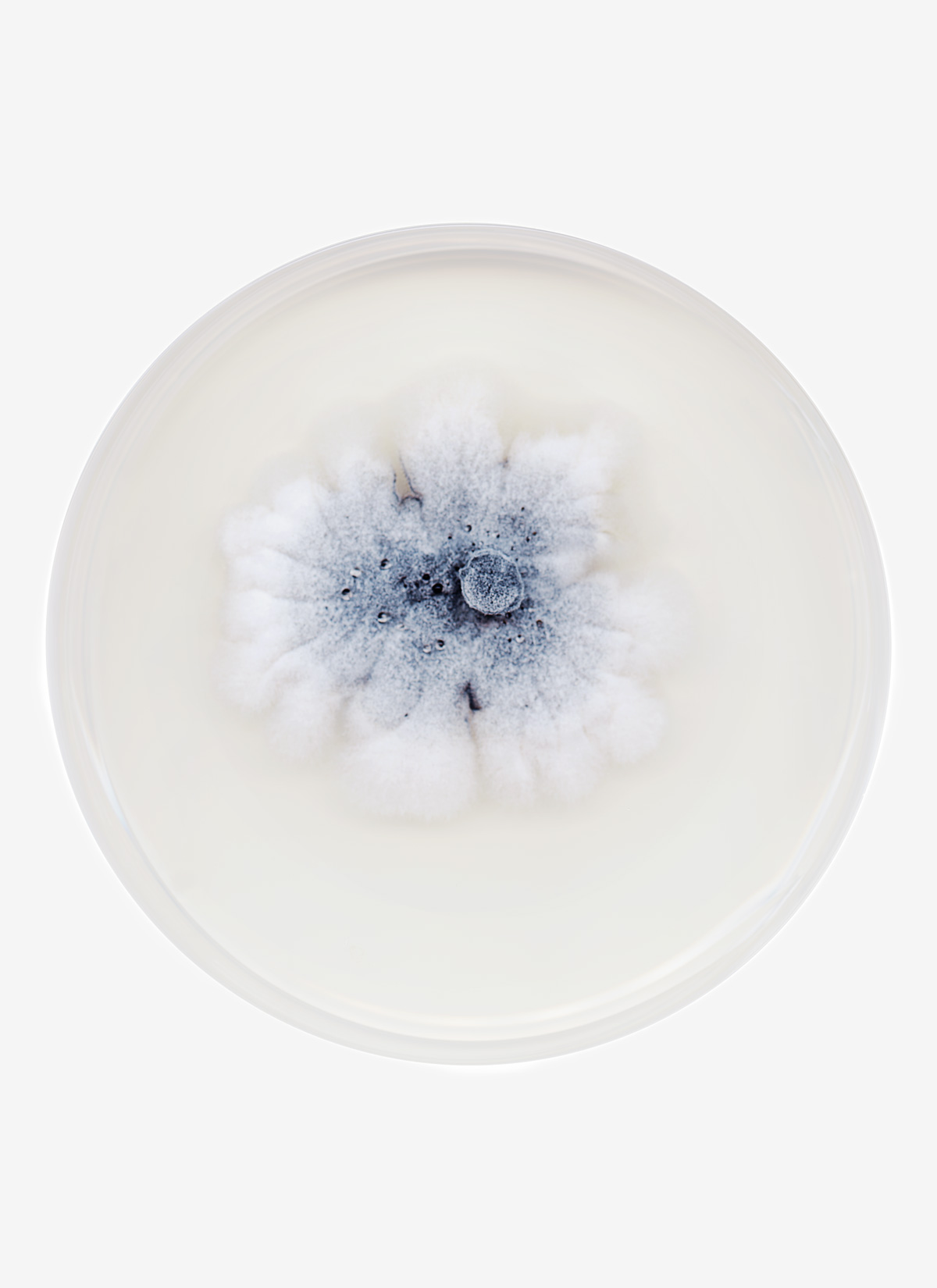 © Nicolai HOWALT, F.U.N.G.I. 24, 2025,impression UV sur verreCourtesy Nicolai Howalt & Galerie Maria Lund