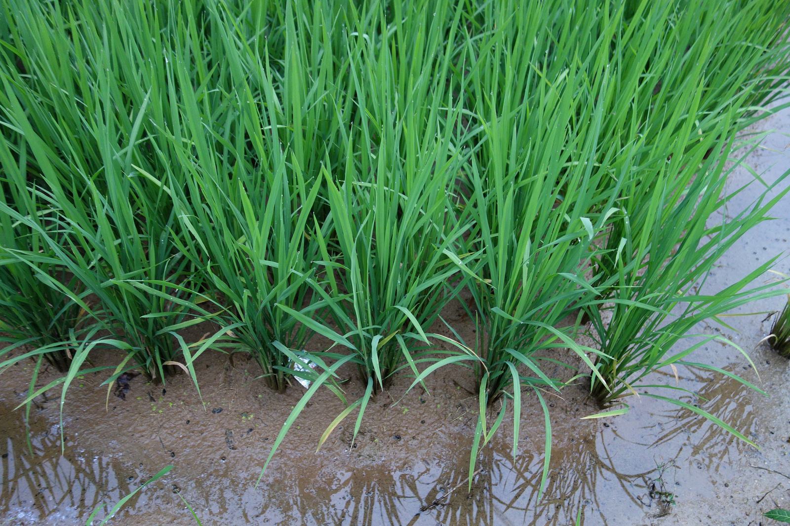 Young rice plants growing in the paddies, Northern Guangdong, China