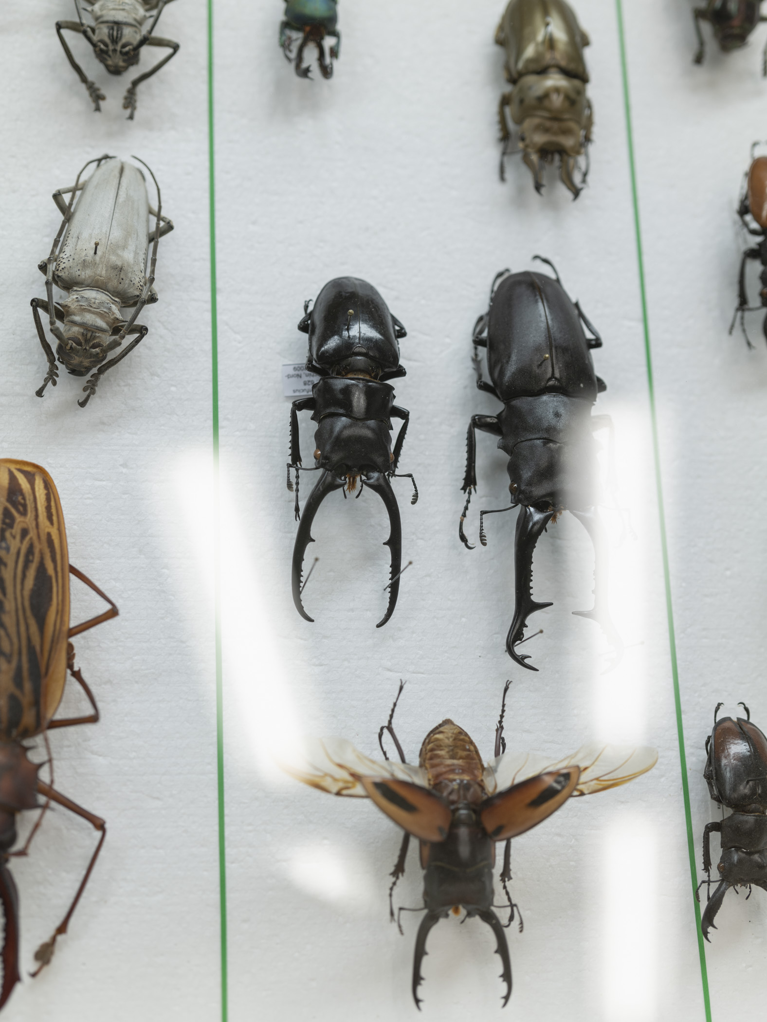 From an ongoing series with the working title Eternal Shells of Recollection