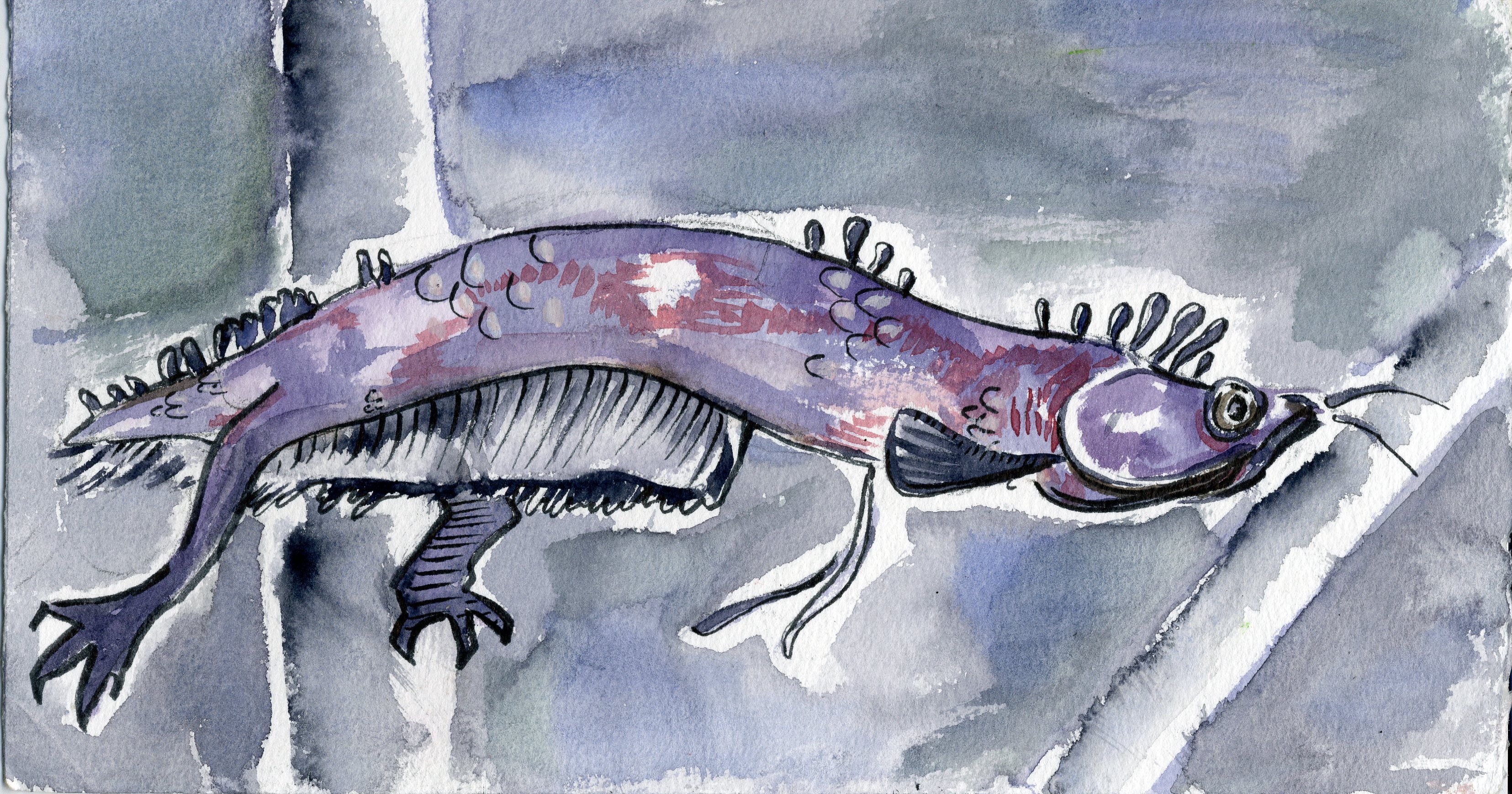 aroguana 2018 watercolor