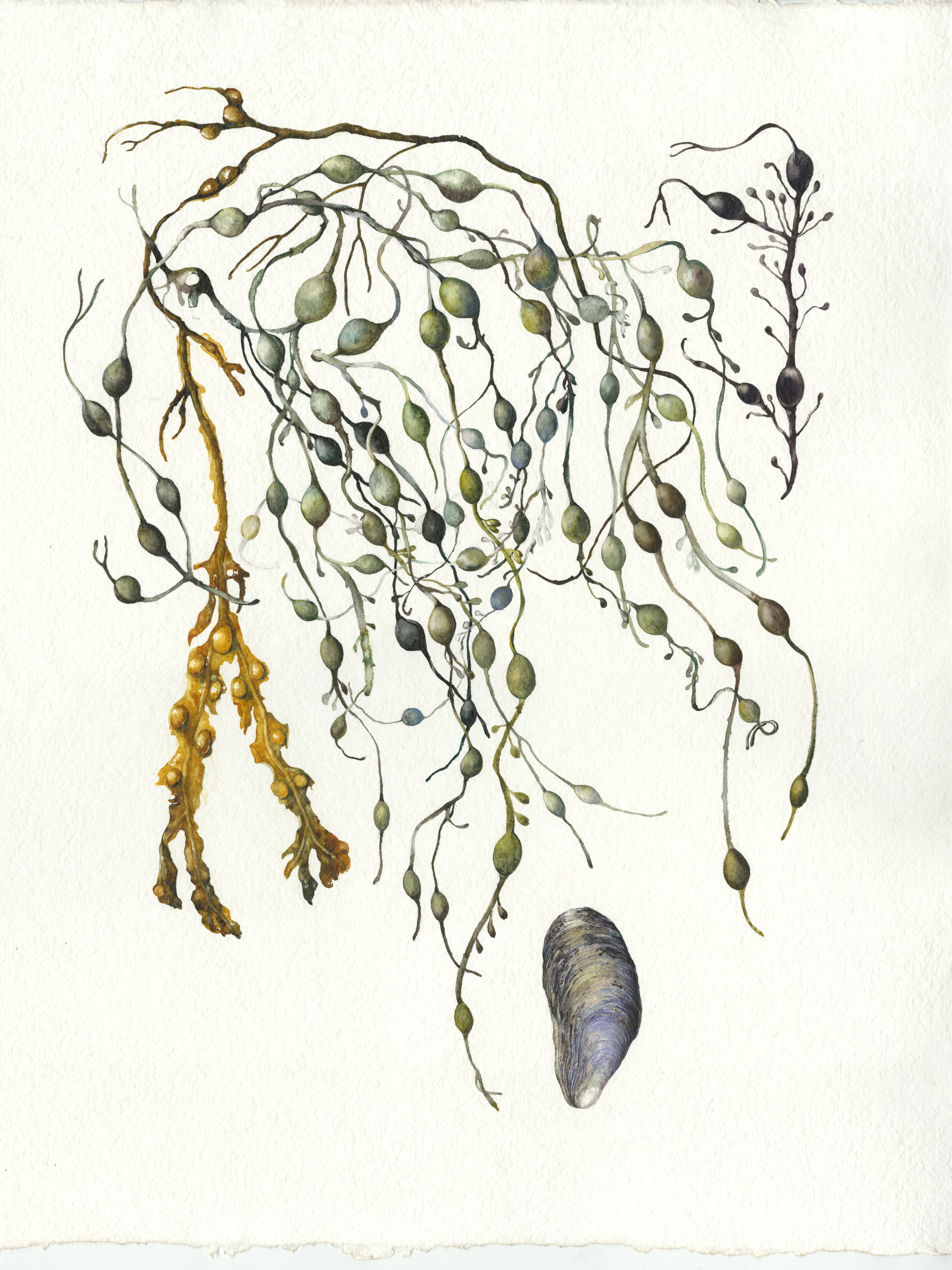 From Scottish shores