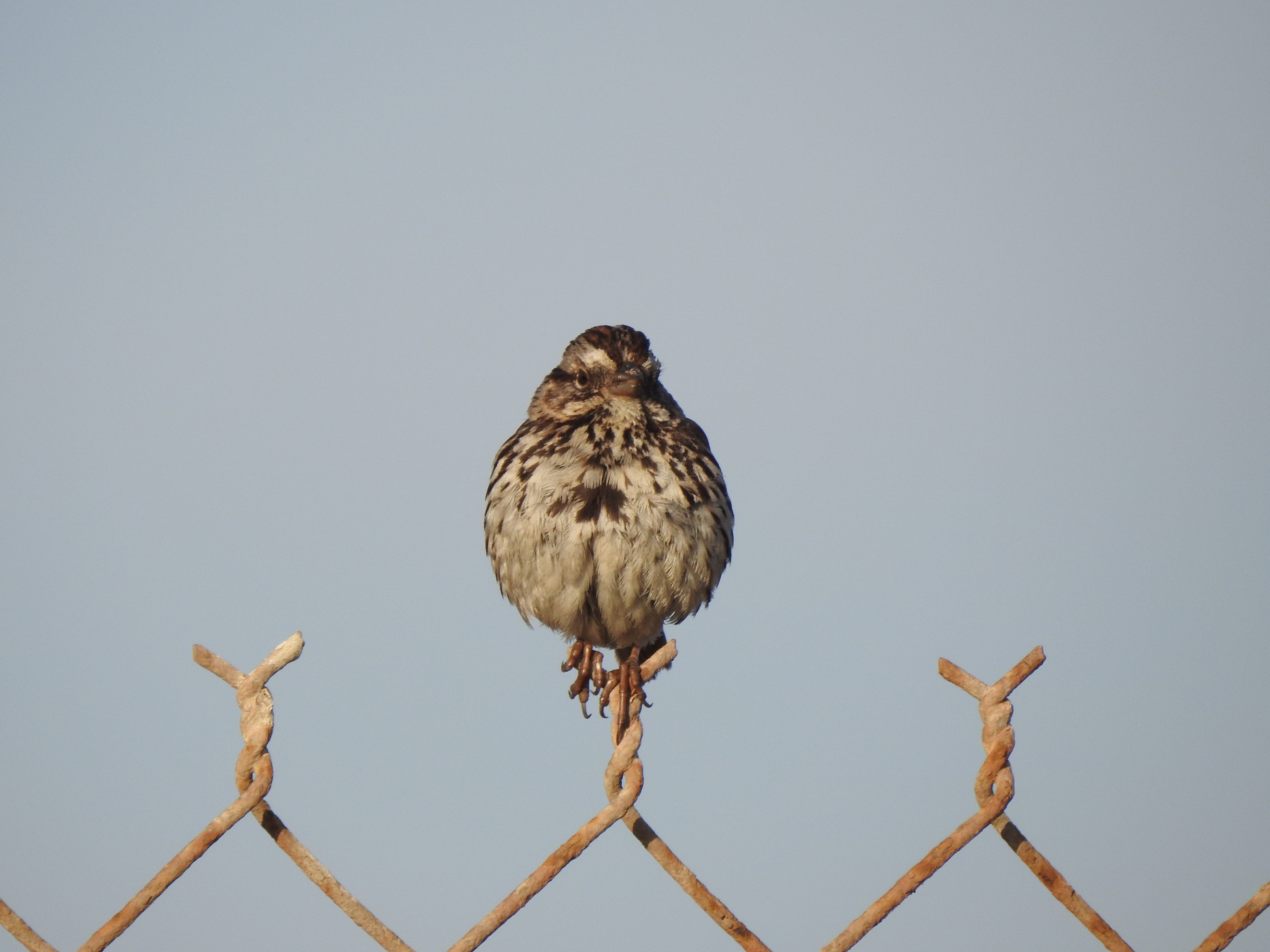 Song Sparrow 歌带鹀
