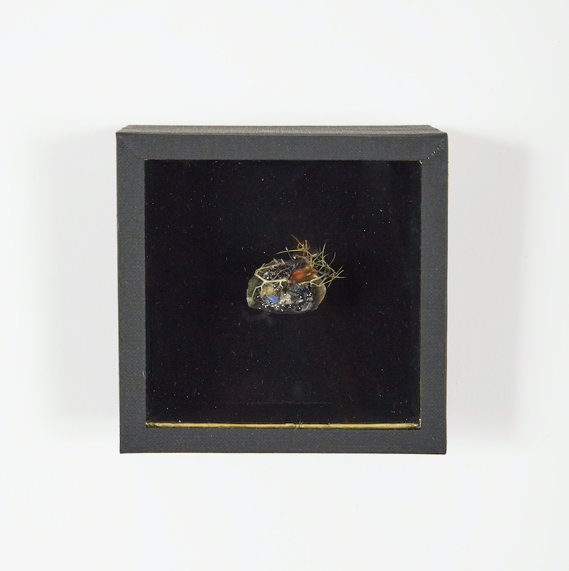 Peau de fleurs [coeur], 2019 gélose moulée dans une barquette de frites, Nigelle de Damas, Millepertuis perforé, Vipérine, paillettes, 20 x 15 cm. Collection privée.