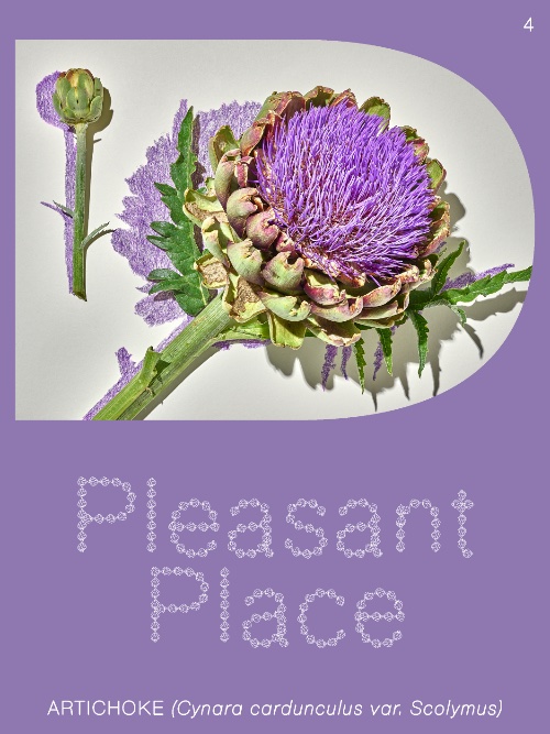 artichoke by Pleasant Place