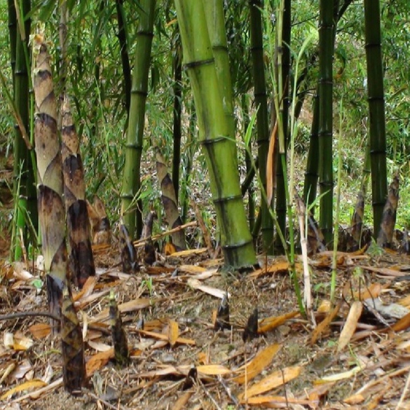 CRECIMIENTO / La velocidad del crecimiento del bambú es muy variable depende del clima, el tipo de suelo, la edad de la planta, la especie, entre otras muchas variables. En plantas adultas y en condiciones óptimas un bambú puede crecer hasta 1 metro por día, especies de 20-30 metros de altura alcanzan su altura final en los primeros 3 meses.