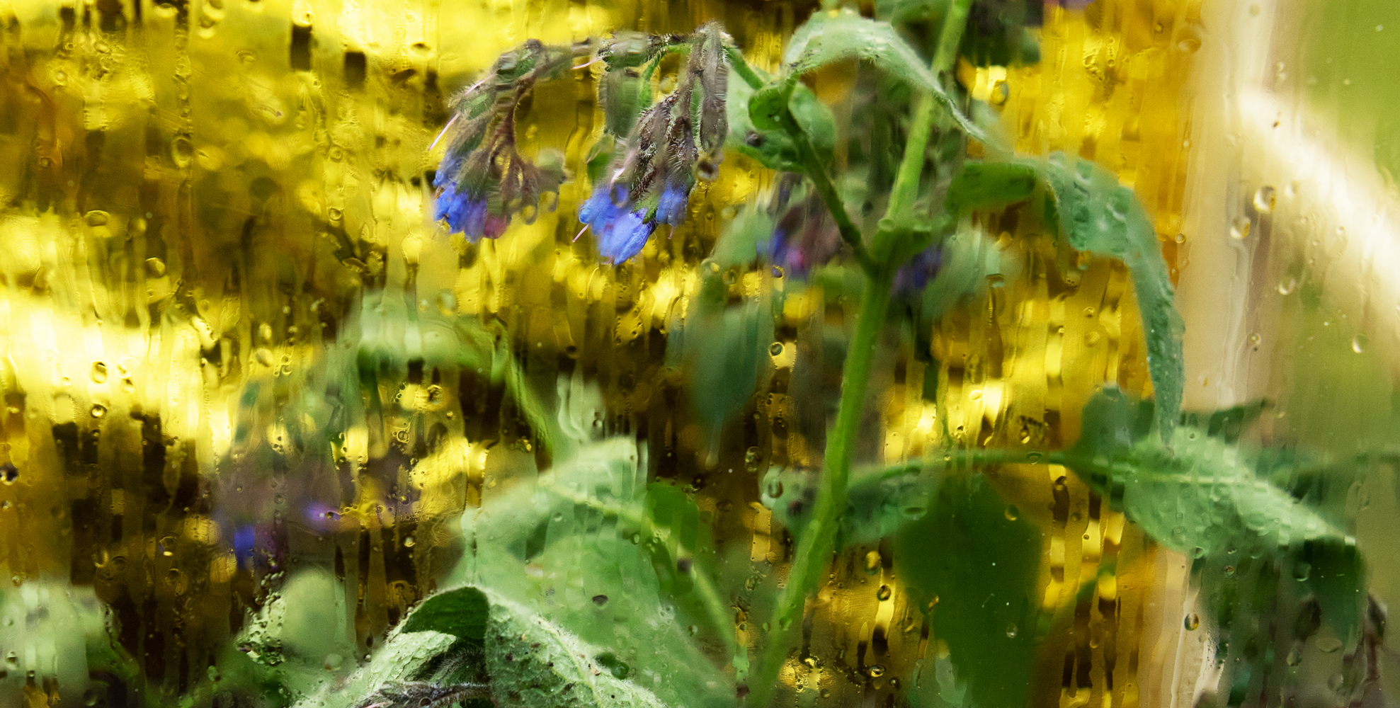 installation view, growing comfrey