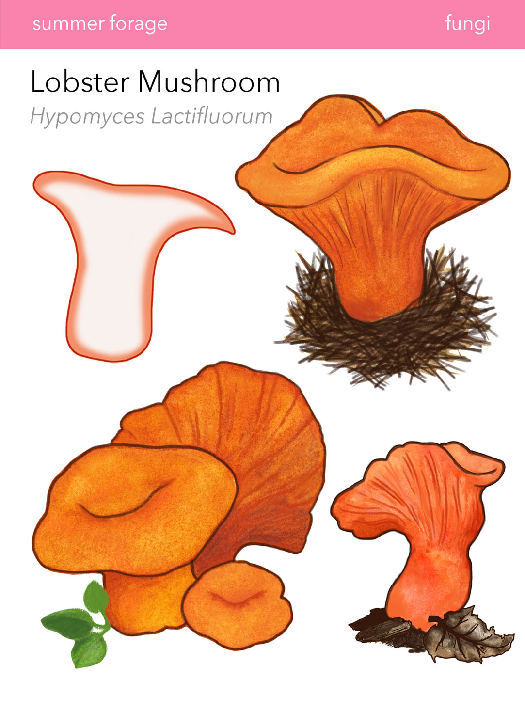 Lobster Mushrooms in Wild Food Foraging in Your BackyardDigital Print, 2022, 6.5x9&rdquo; 