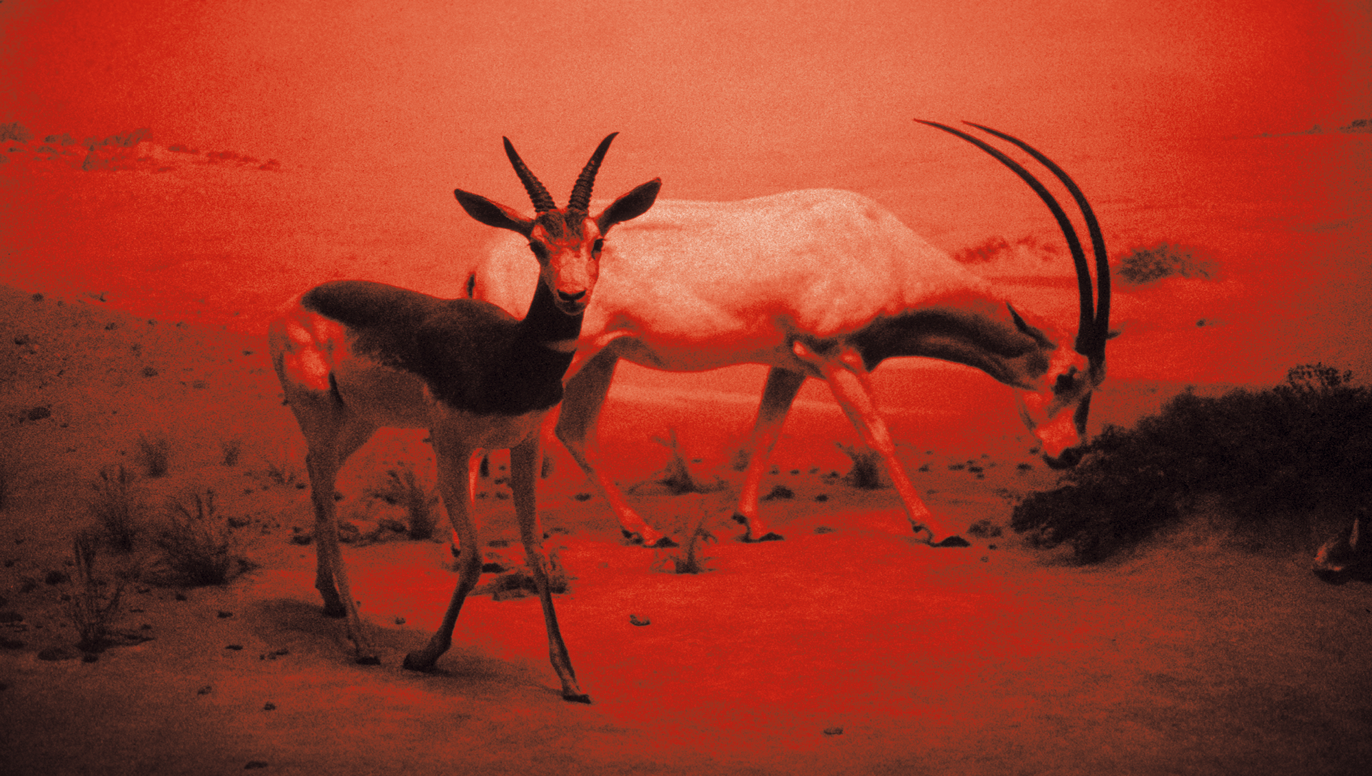 "AM MU NA HI / 29"  Giclée fine art print on Hahnemühle Watercolour paper / Variable dimensions / Edition of 6 