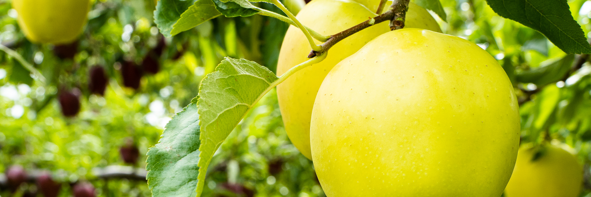 Organic Pink Lady Apple, 1 count, First Fruits of Washington