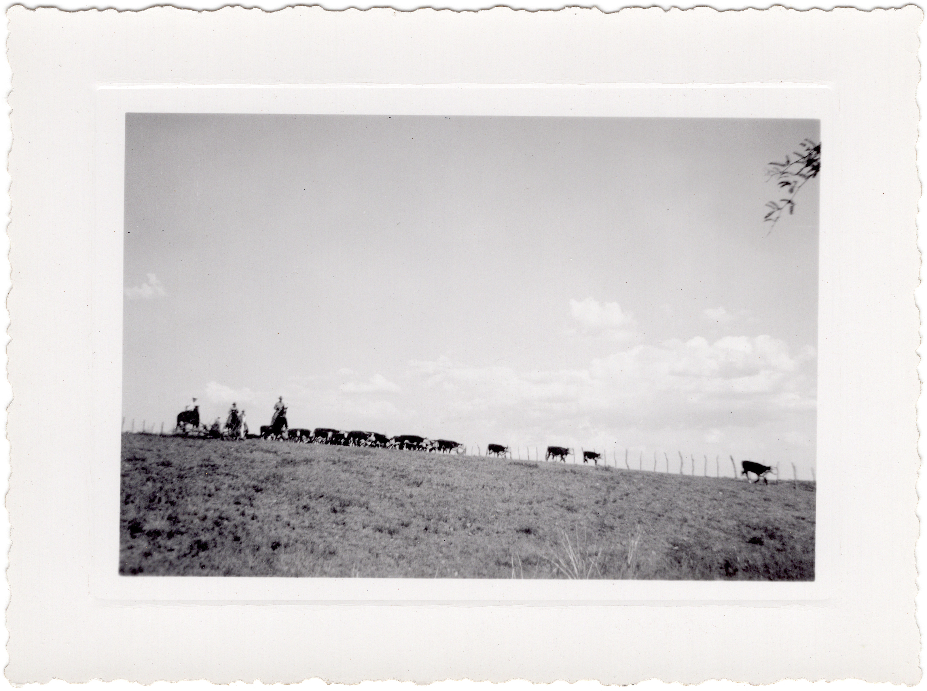 Cattle drive near Oro Blanco courtesy of Mary Noon Kasulaitis
