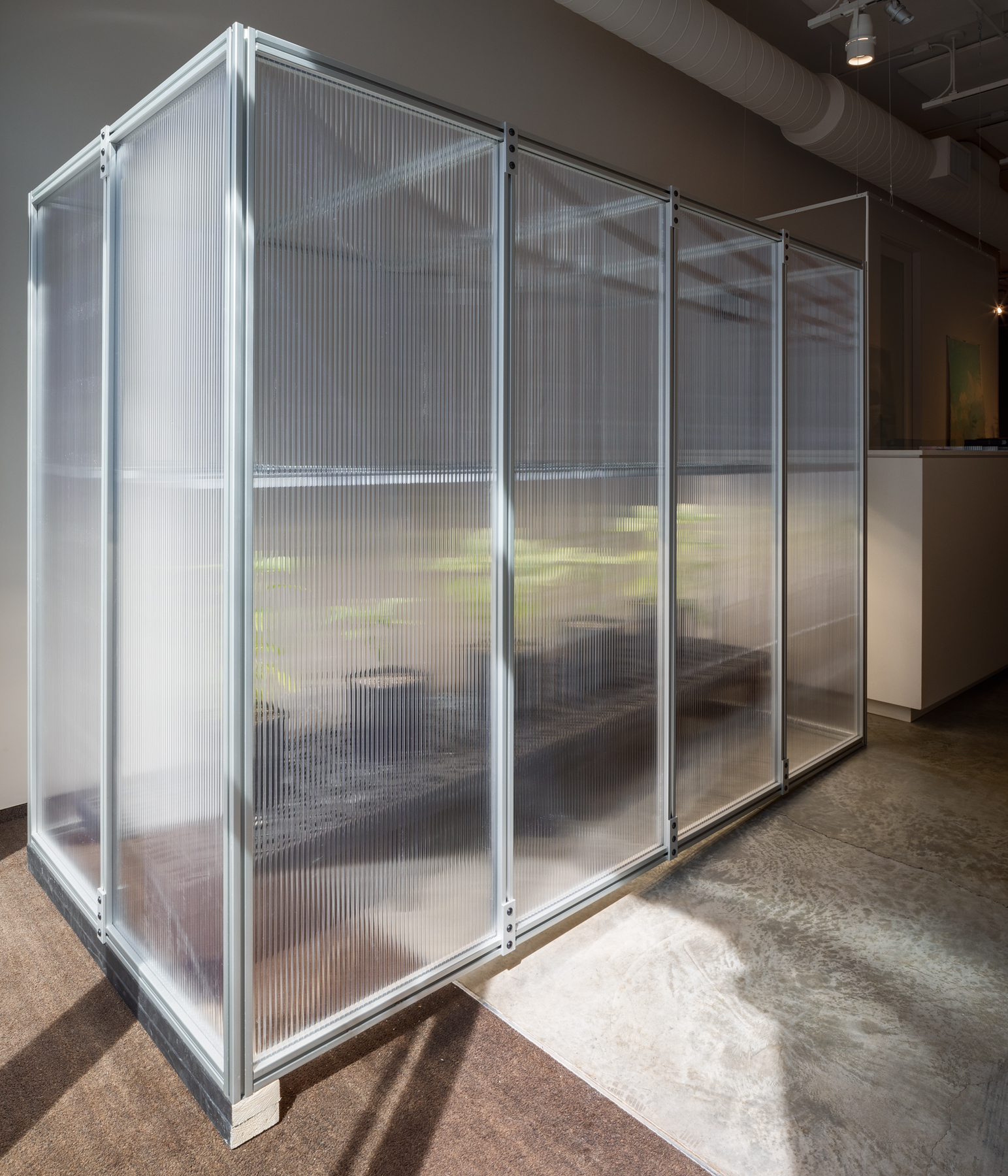 Michael Wang, " Extinct in the Wild (Brugmansia versicolor)," 2021,  greenhouse, Brugmansia versicolor plants.