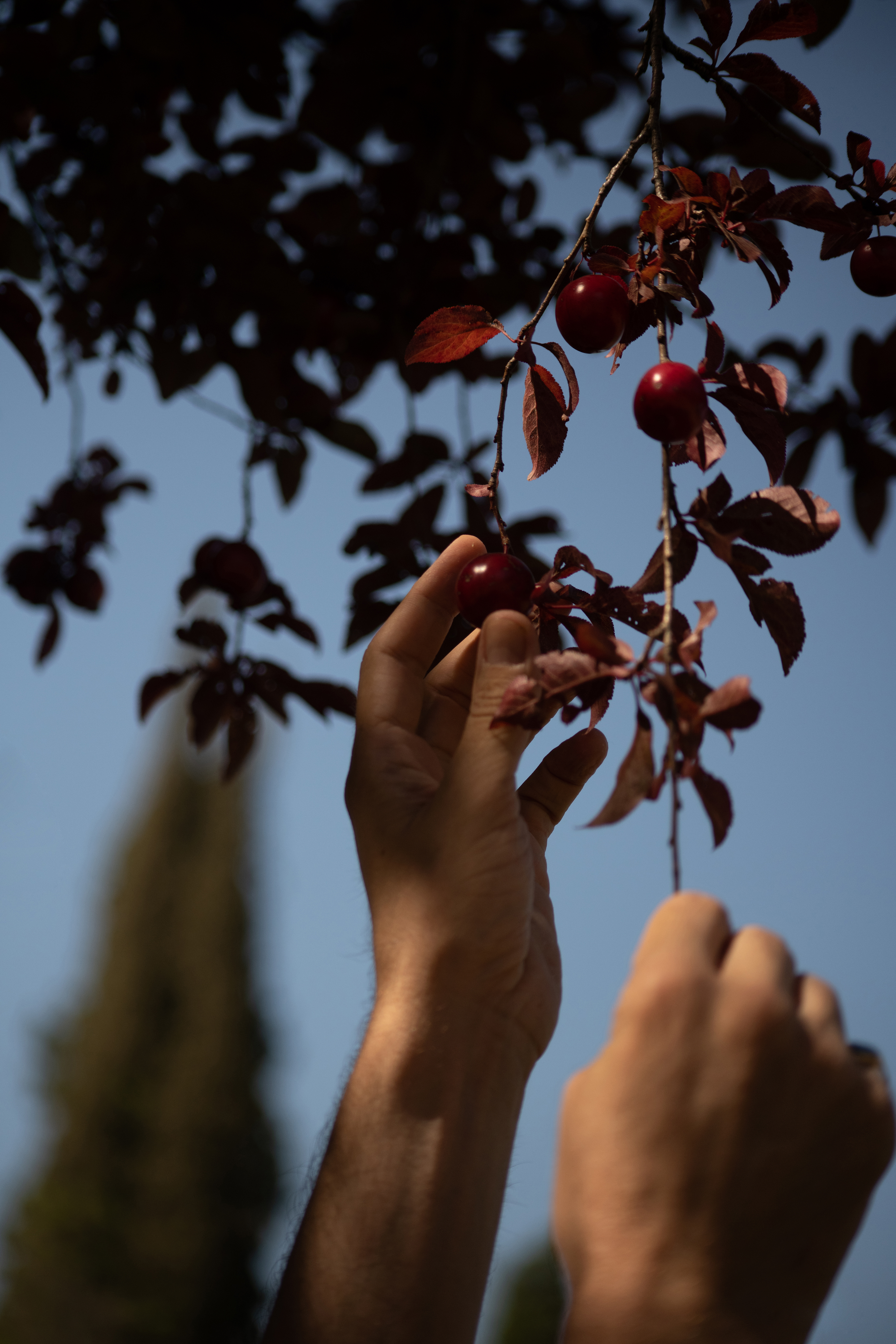 Il Salvatino Hotel Florence