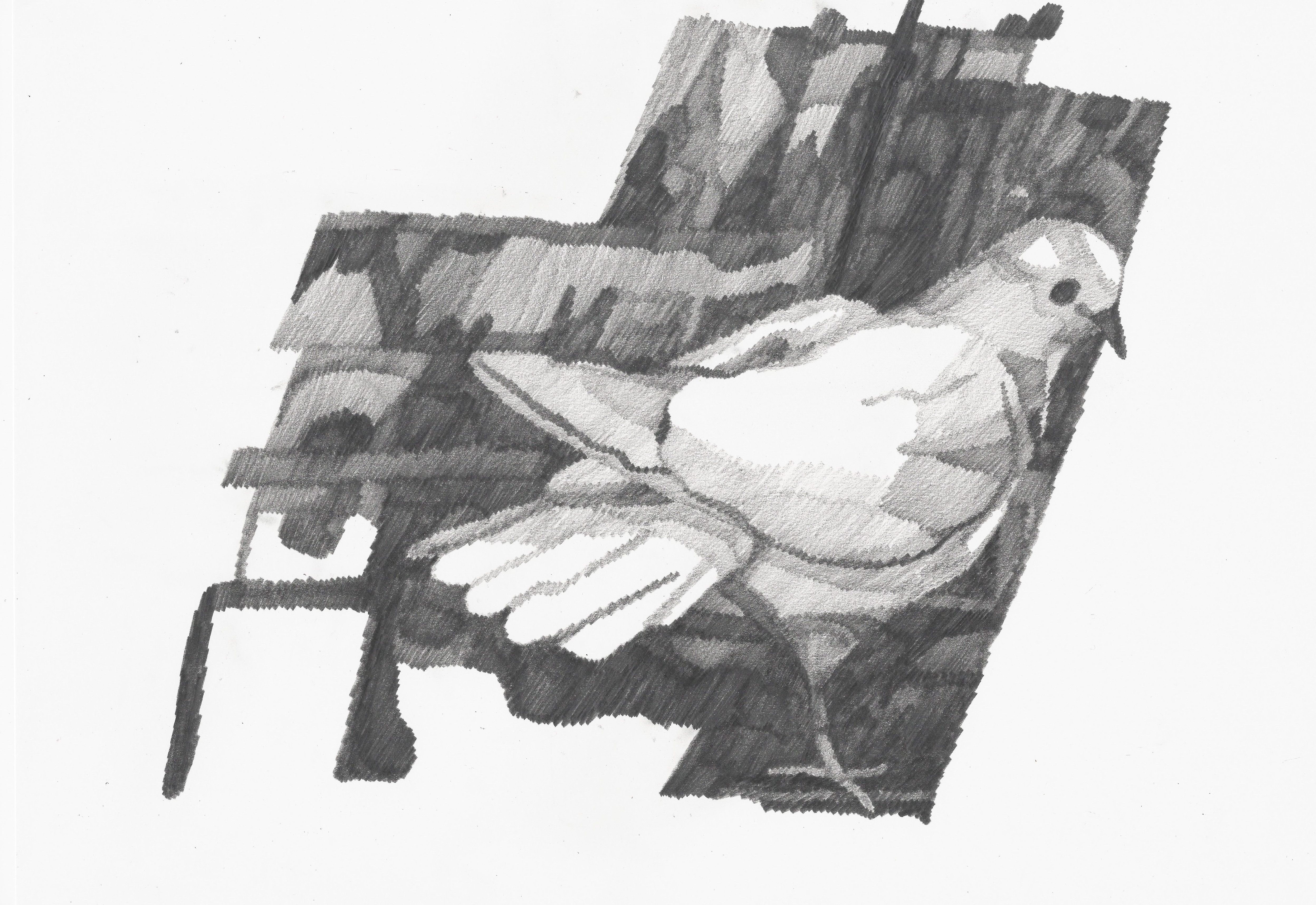Perched dove, pencil on paper
