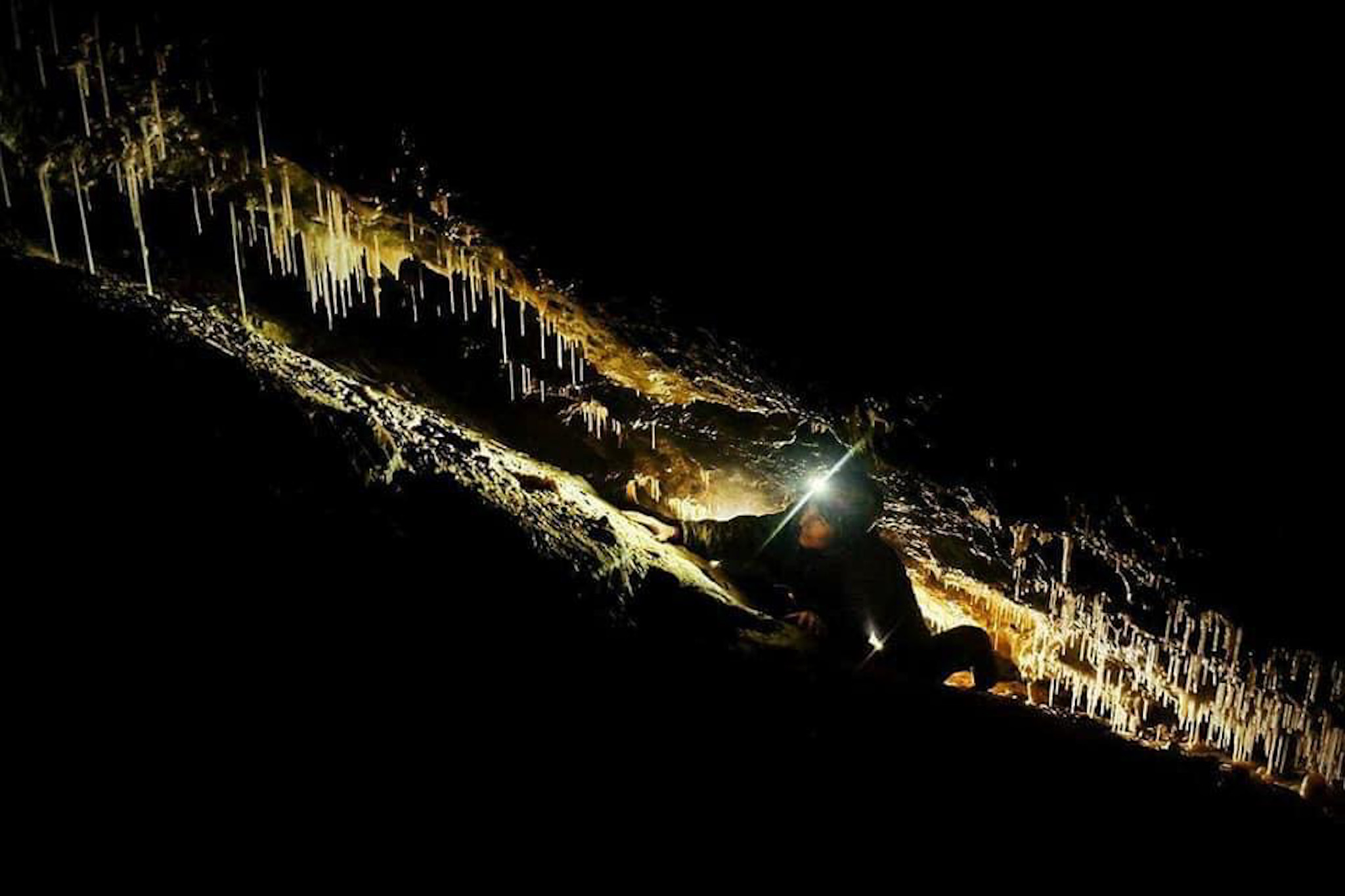 ︎Nicholaus Vieira