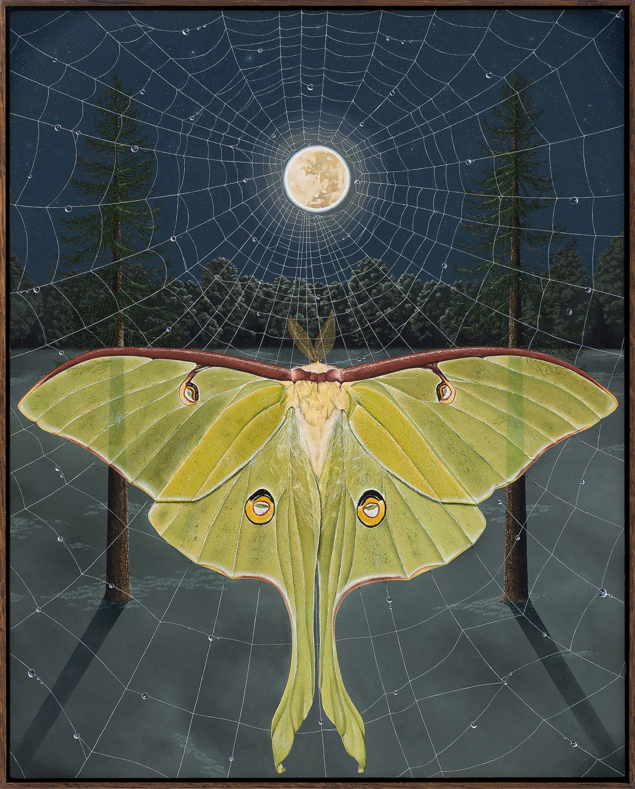 Moon Moth by Moonlight, 2023