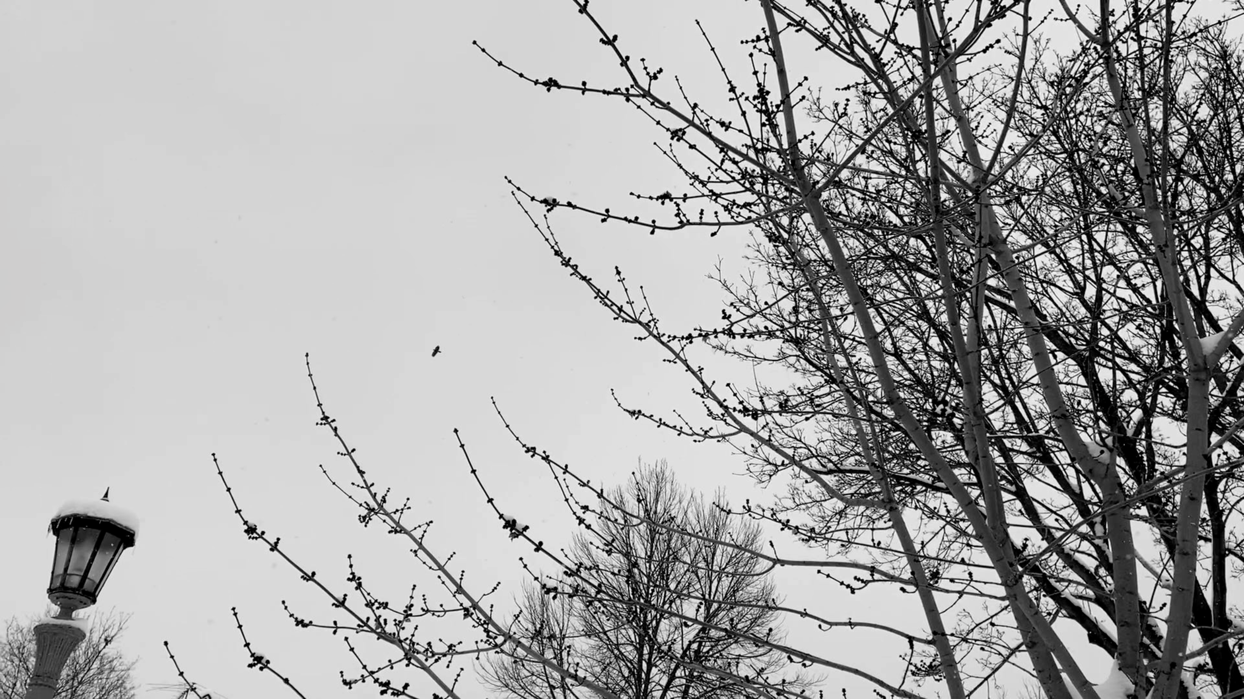 Wisp, a screen shot from the video, 2019
